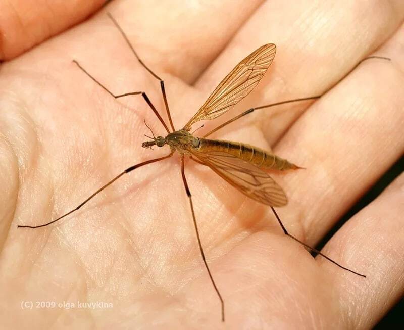 The first photo is not a mosquito, the second is not a scolopendra. - Mosquitoes, Flycatcher, Arthropods, Insects