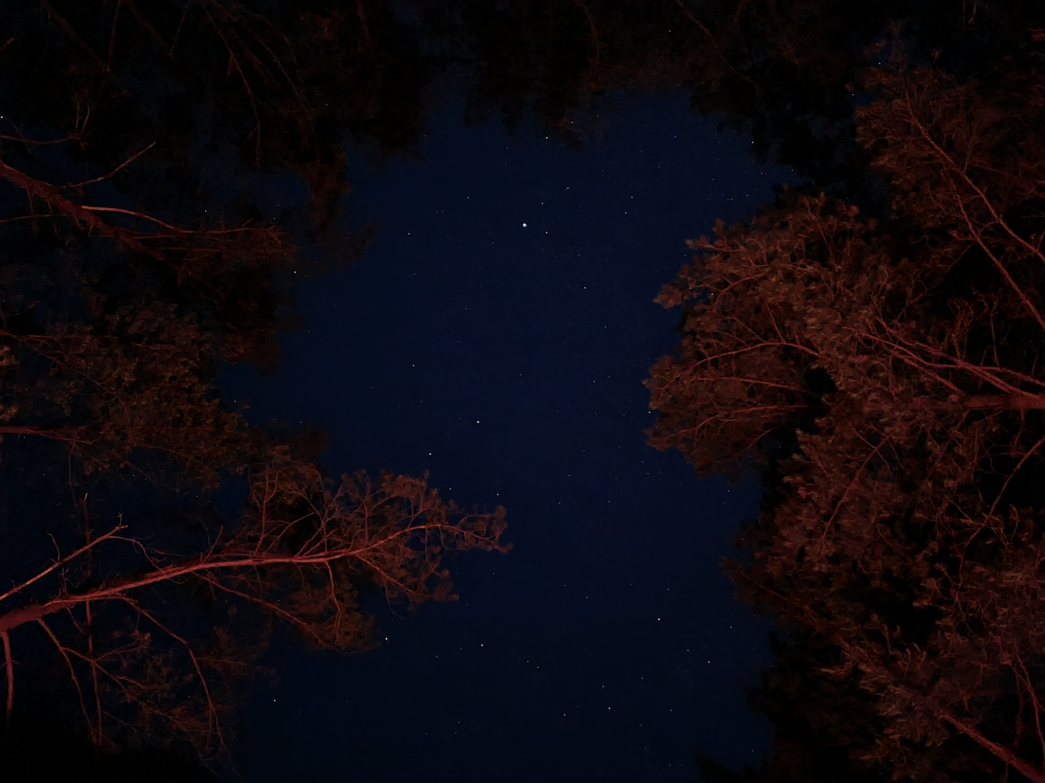 Night photos - My, Night, Bonfire, Forest, Starry sky, Sparks, Mobile photography, Long exposure, Longpost