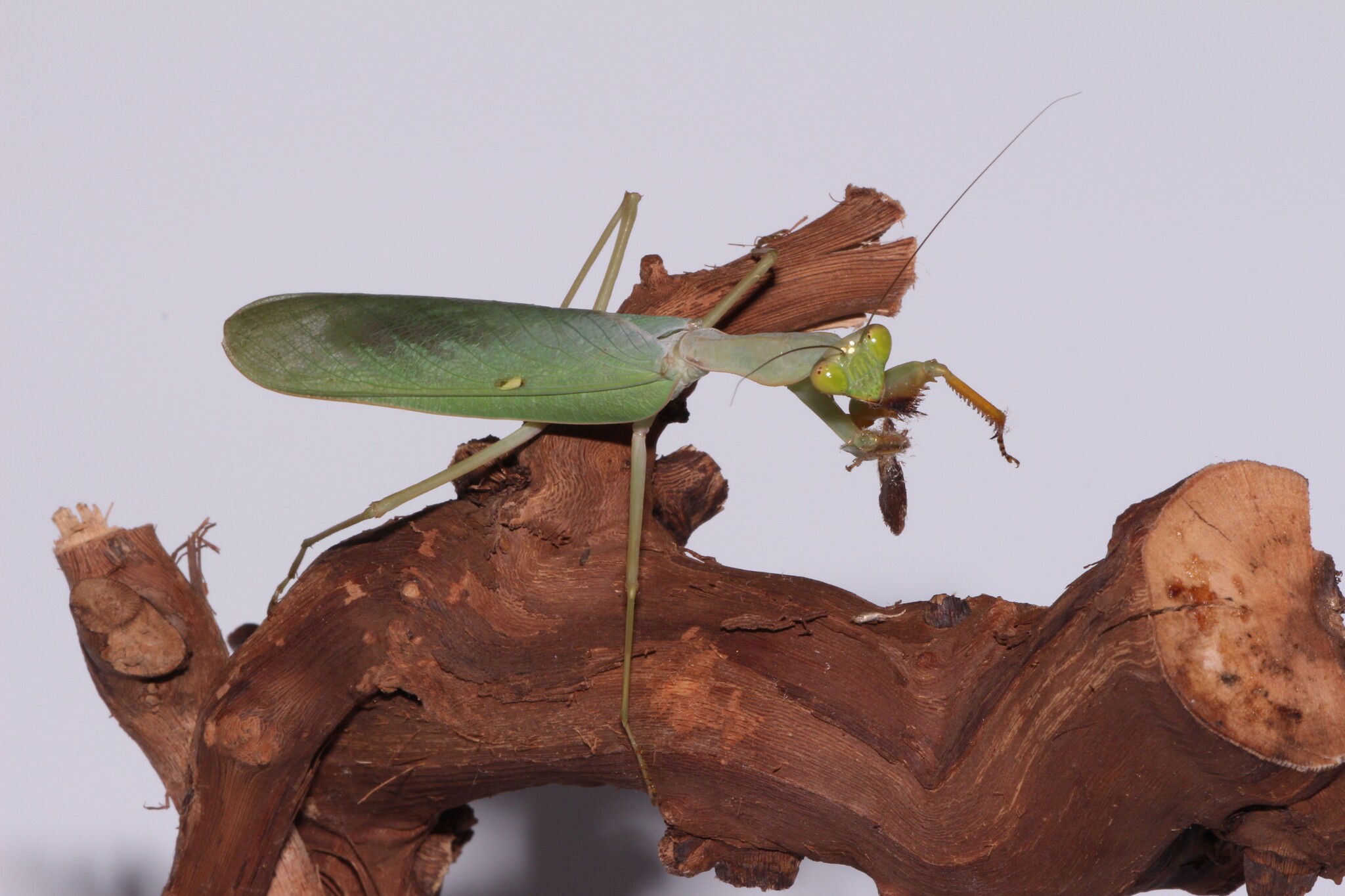 They're being eaten, they're looking. - My, Macro photography, Mantis, Insects, Longpost