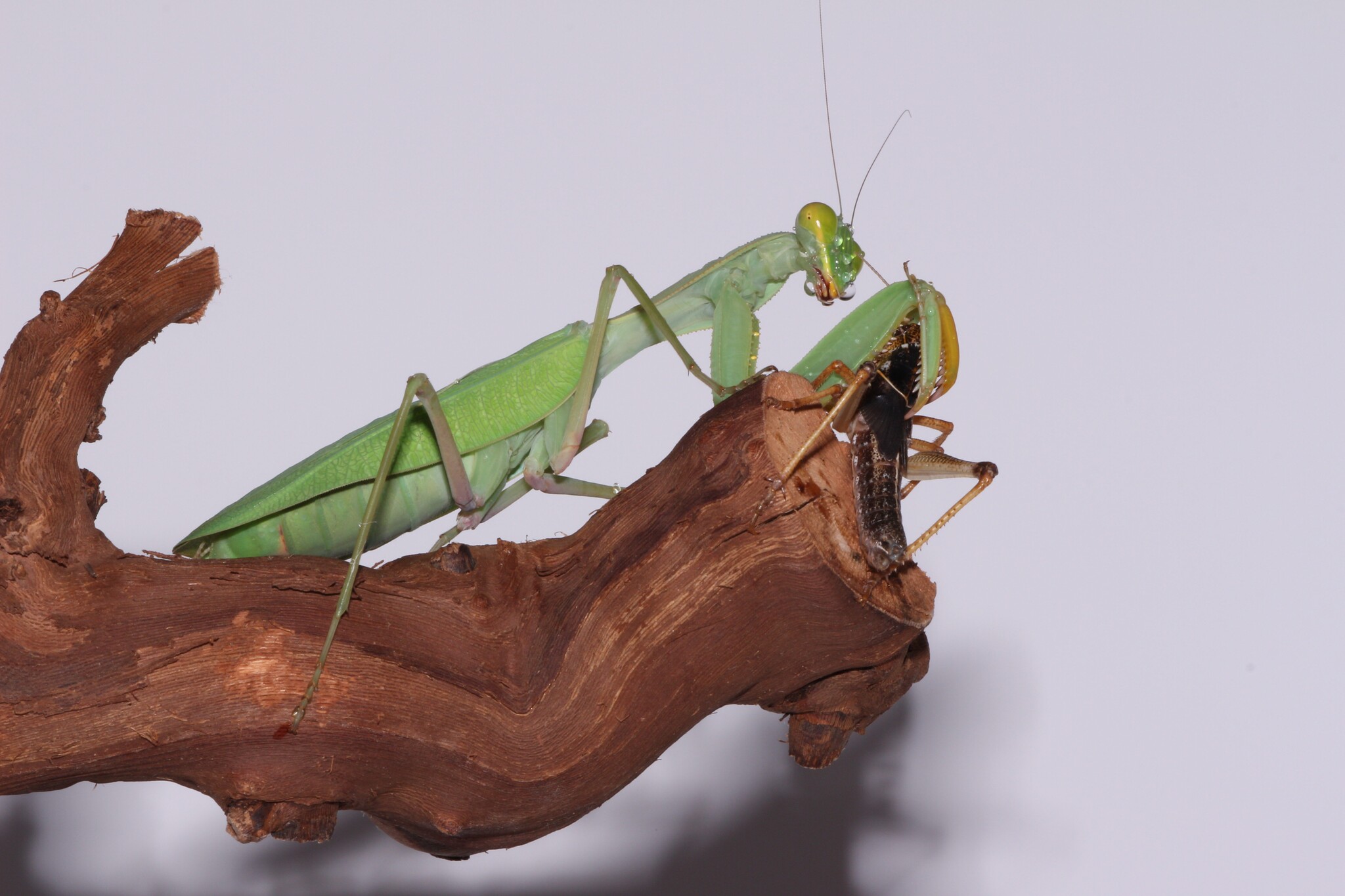 They're being eaten, they're looking. - My, Macro photography, Mantis, Insects, Longpost