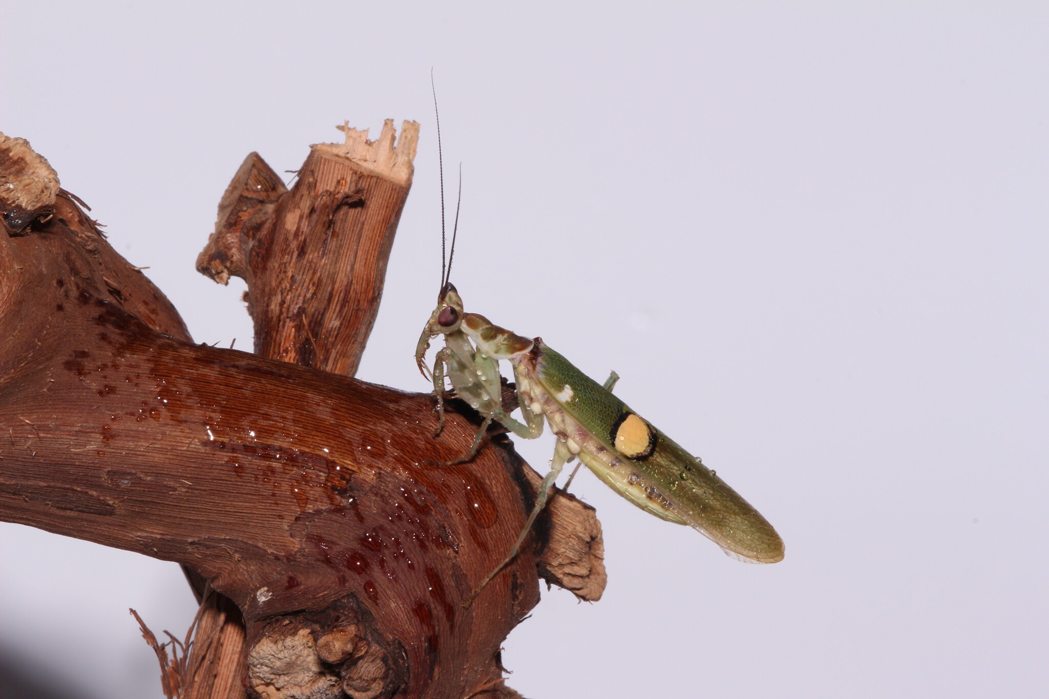 They're being eaten, they're looking. - My, Macro photography, Mantis, Insects, Longpost