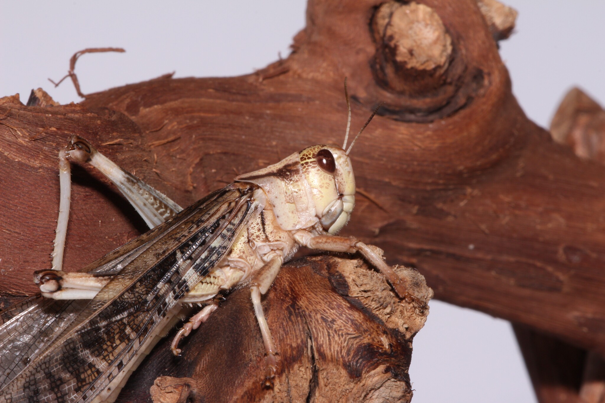 They're being eaten, they're looking. - My, Macro photography, Mantis, Insects, Longpost