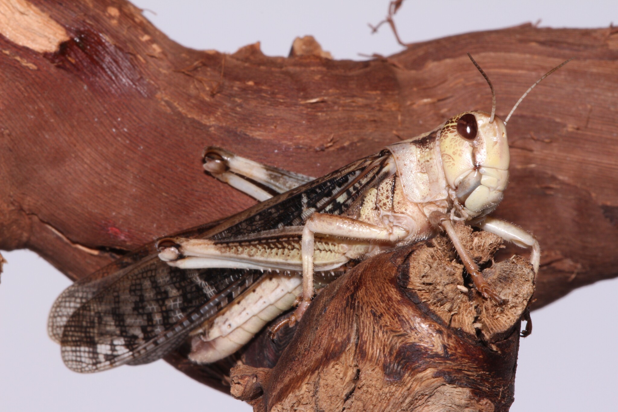 They're being eaten, they're looking. - My, Macro photography, Mantis, Insects, Longpost