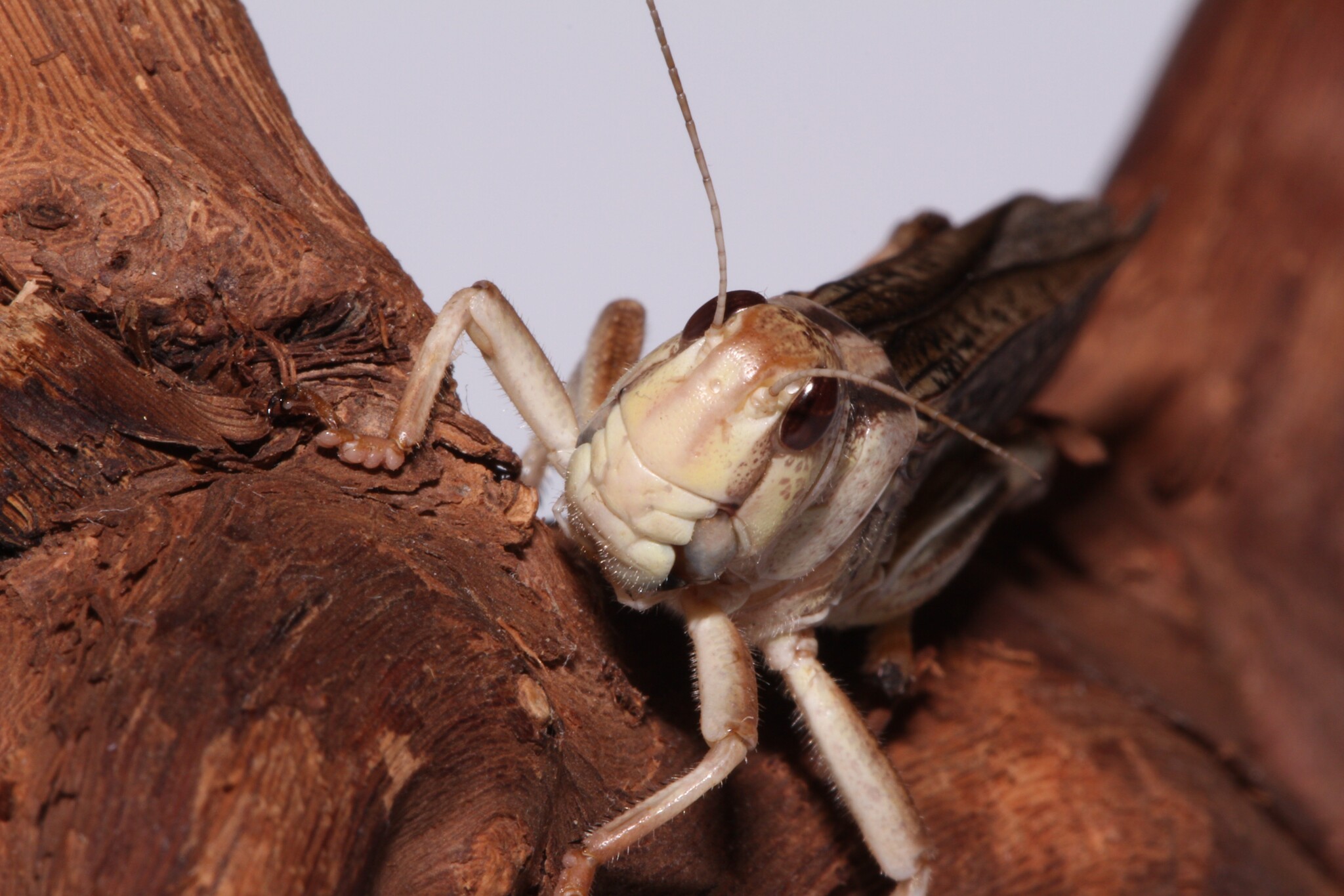 They're being eaten, they're looking. - My, Macro photography, Mantis, Insects, Longpost