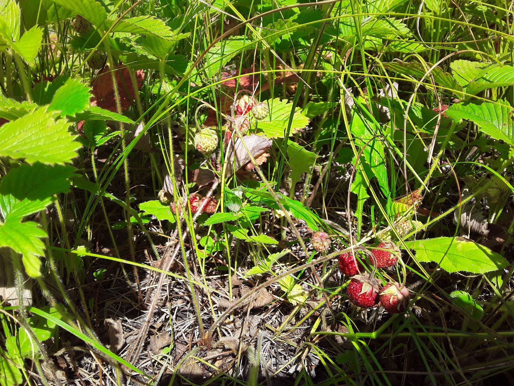 Into the forest by berries - My, Orenburg region, Buguruslan, Strawberry, Leisure, Mushrooms, Lactarius, Berries, Forest, Nature, Mobile photography, The nature of Russia, Longpost