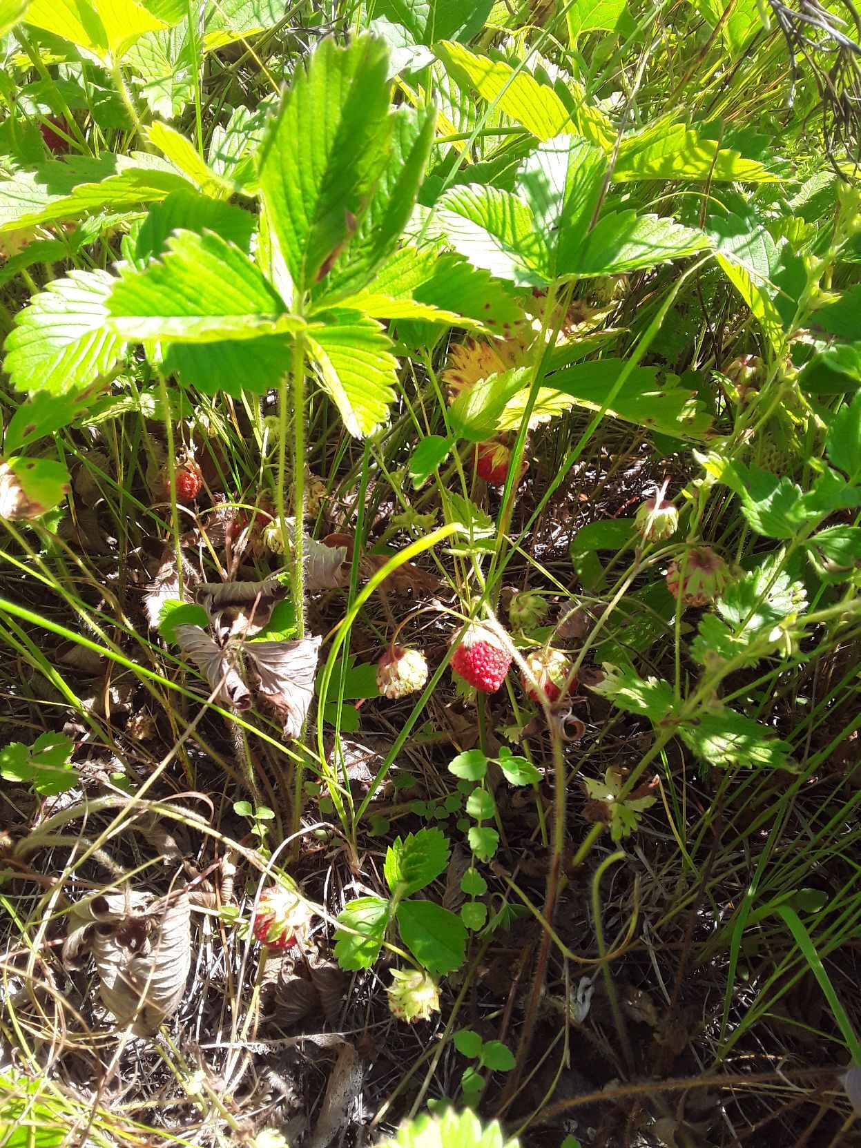 Into the forest by berries - My, Orenburg region, Buguruslan, Strawberry, Leisure, Mushrooms, Lactarius, Berries, Forest, Nature, Mobile photography, The nature of Russia, Longpost