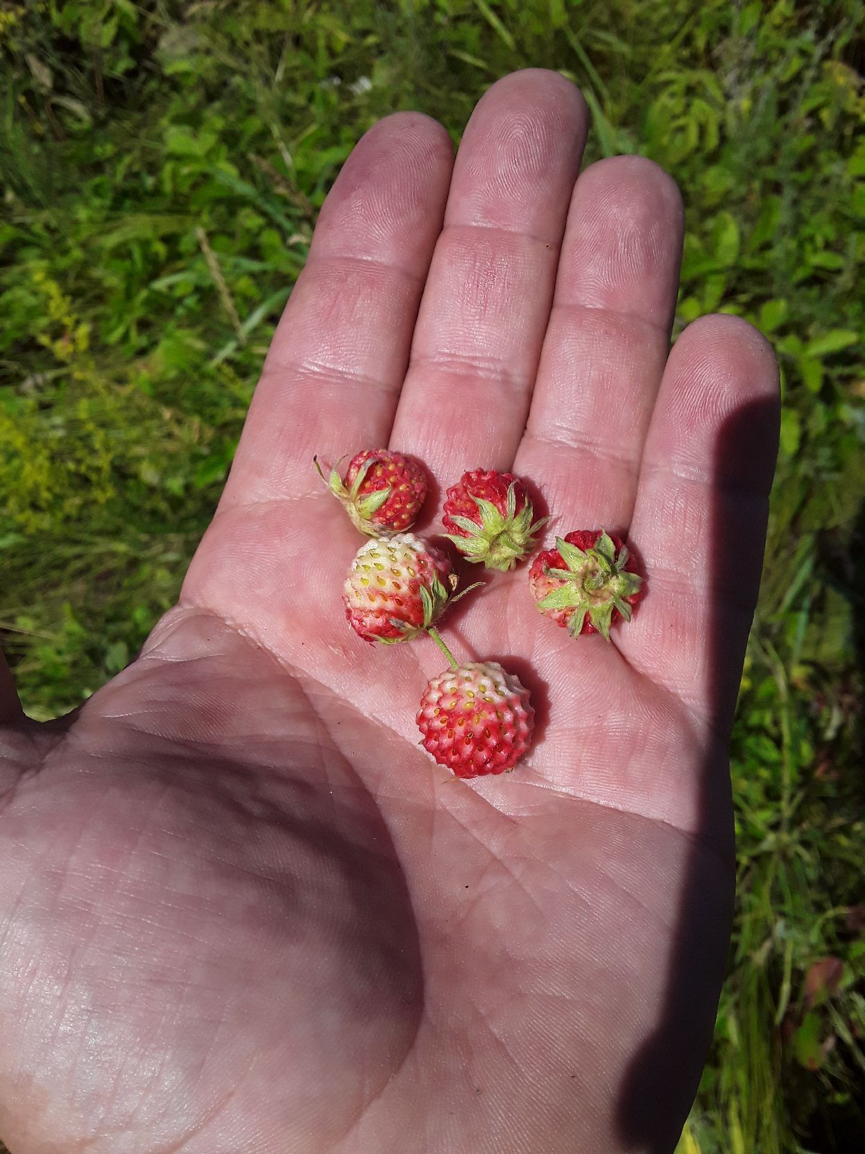 Into the forest by berries - My, Orenburg region, Buguruslan, Strawberry, Leisure, Mushrooms, Lactarius, Berries, Forest, Nature, Mobile photography, The nature of Russia, Longpost