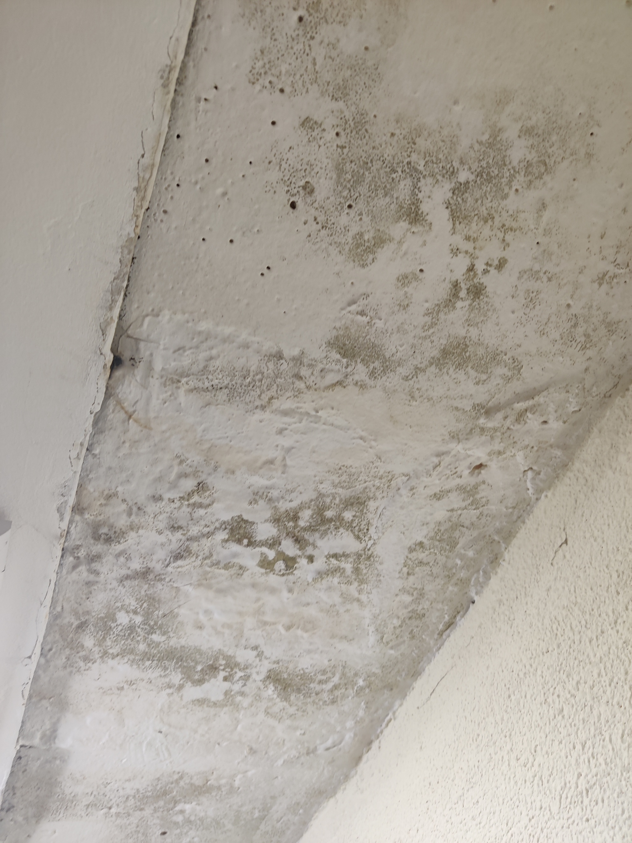 What kind of mold? - My, Mold, Fungus, Question, Need advice, Longpost, No rating