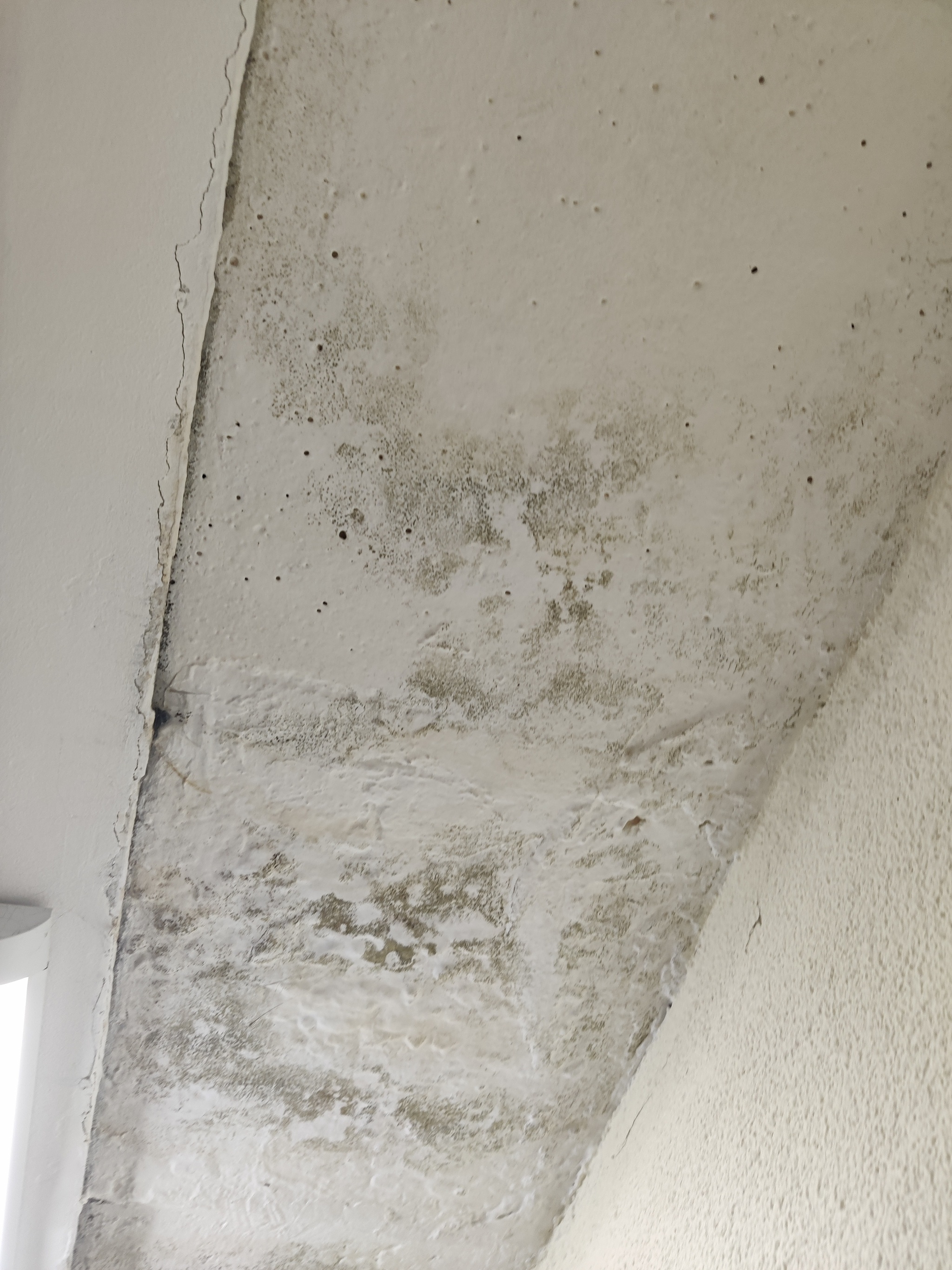 What kind of mold? - My, Mold, Fungus, Question, Need advice, Longpost, No rating