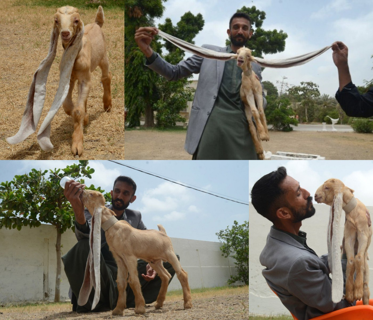 The goat with the longest ears in the world - Goat, Guinness Book of Records, Animals, Livestock breeding, Ears