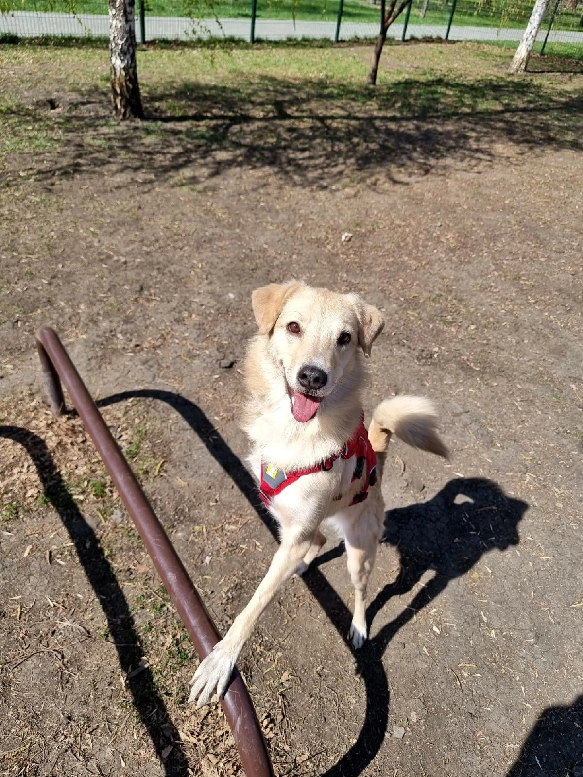 The Story of Strelka's Rescue - My, The rescue, Help, Chelyabinsk, Dog, Video, Vertical video, Longpost