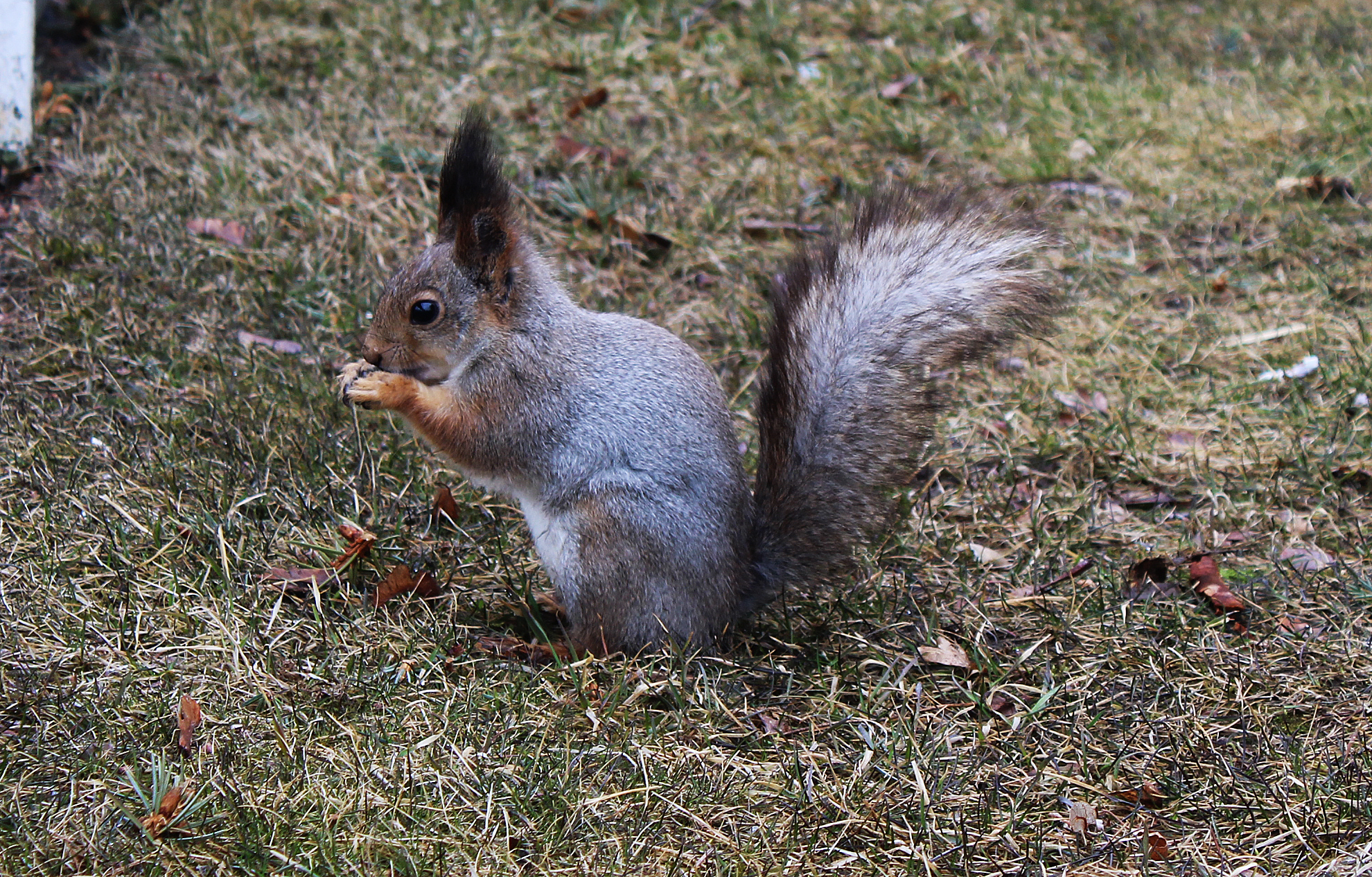 Squirrels in the park. Chelyabinsk - My, The photo, Travel across Russia, Chelyabinsk, The park, Squirrel, Longpost, Rodents