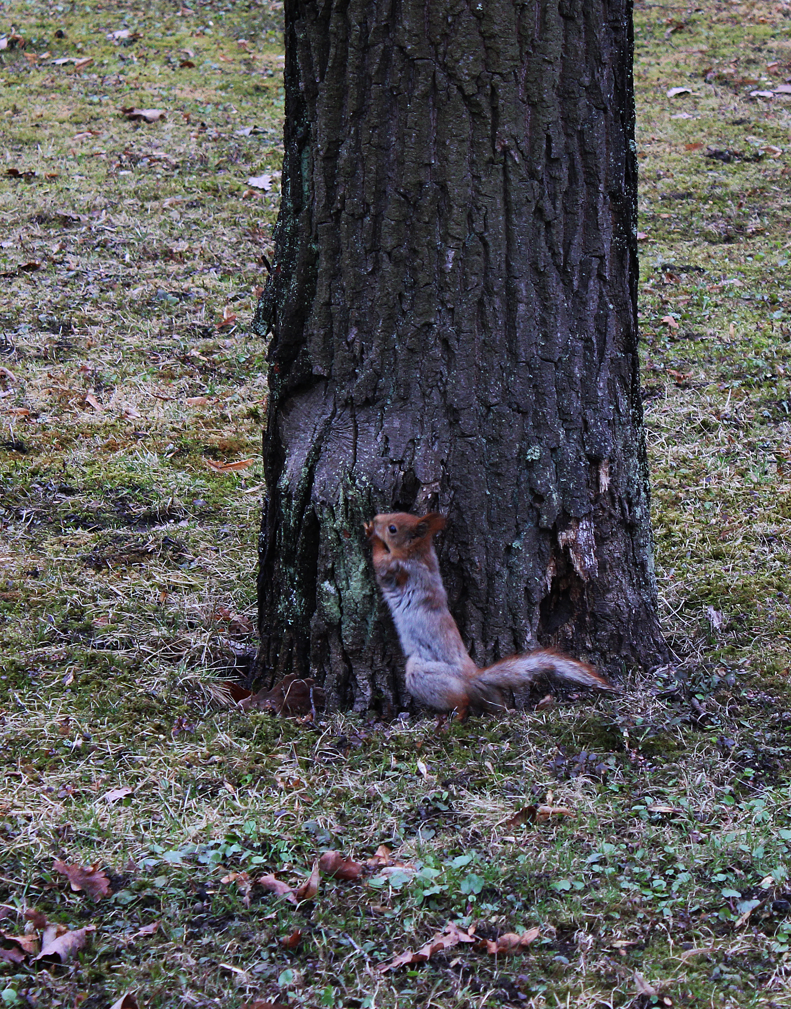 Squirrels in the park. Chelyabinsk - My, The photo, Travel across Russia, Chelyabinsk, The park, Squirrel, Longpost, Rodents