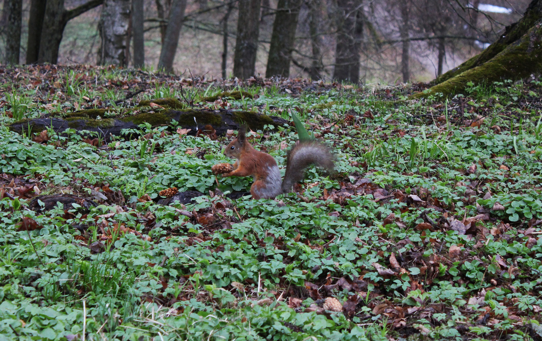 Squirrels in the park. Chelyabinsk - My, The photo, Travel across Russia, Chelyabinsk, The park, Squirrel, Longpost, Rodents