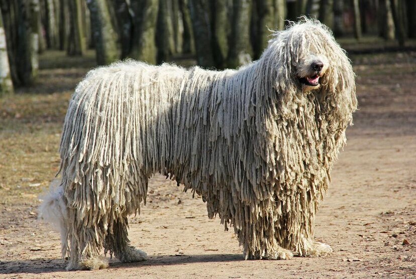 Shepherd Dog Komondor - Dog, Pets, Animals, Komondor, Dog breeds