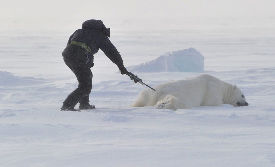 Why shoot a bear in the ass and crawl on the belly to the walrus - My, Animal book, Arctic, Animals, Scientists, Research, Nature, Polar bear, Deer, Seagulls, Walruses, Longpost