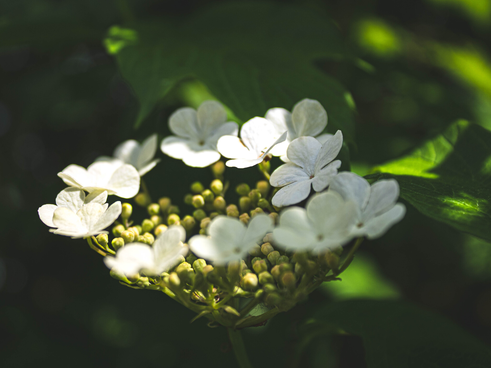 Variety of white colors - My, The photo, Flowers, Bloom, beauty of nature, Bells, Chamomile, Strawberry, Milfoil, Viburnum, Longpost