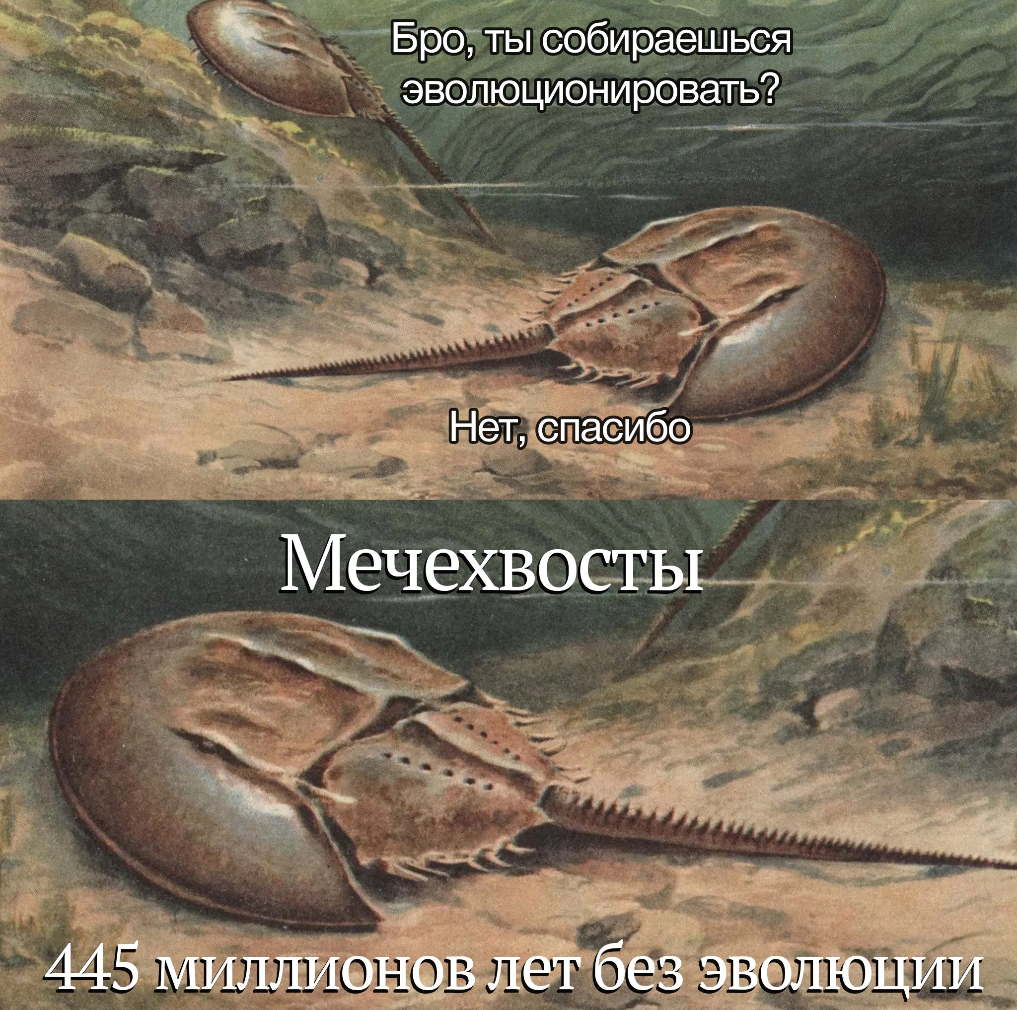 Don't bother the horseshoe crab. He's happy and so on. - Humor, Picture with text, Evolution, Horseshoe Crab