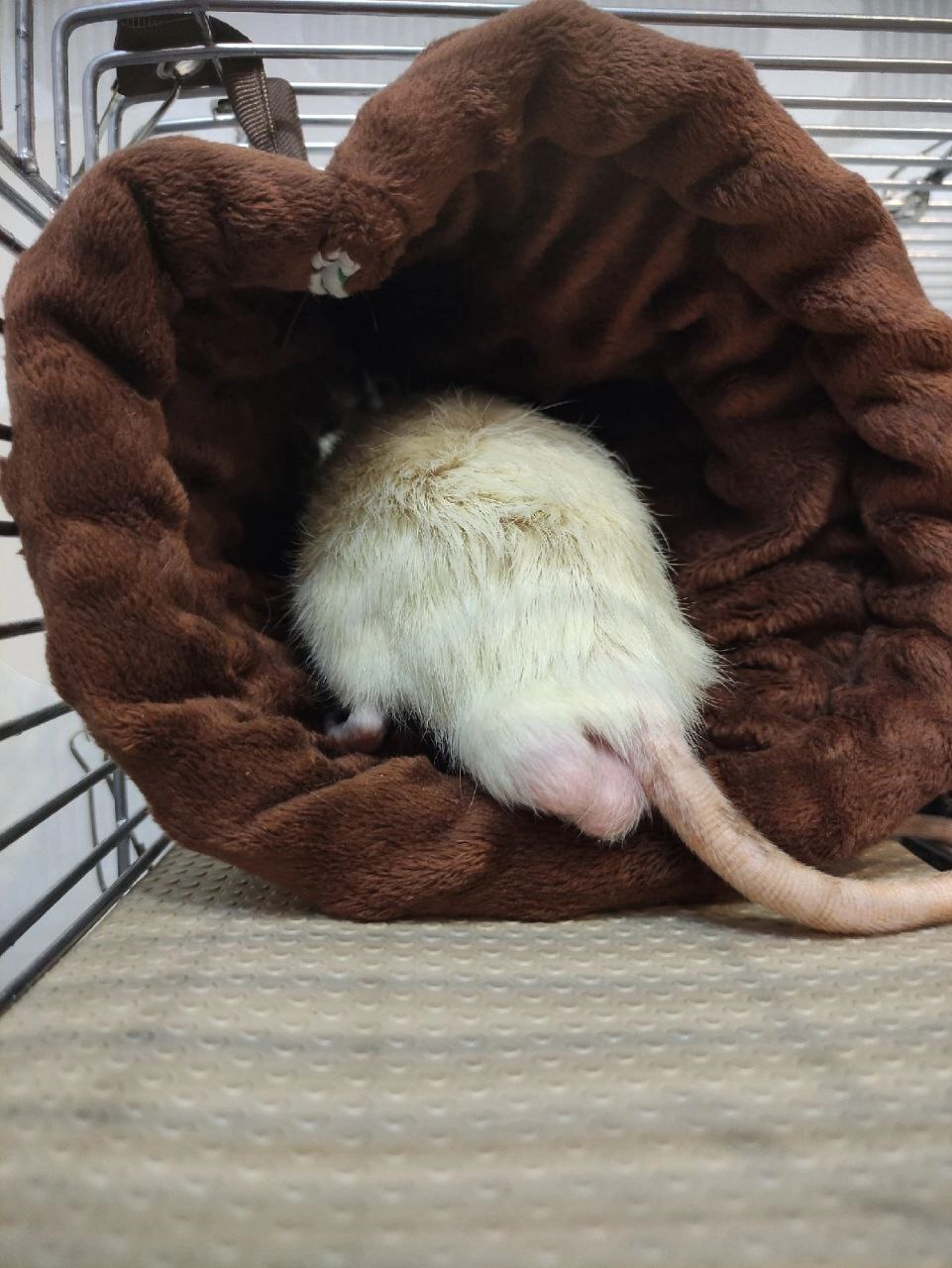 Yes, I am comfortable. No, they don't freeze. Ventilated - Decorative rats, Rat, The photo, No rating, Longpost, Rodents, Animals, Pets
