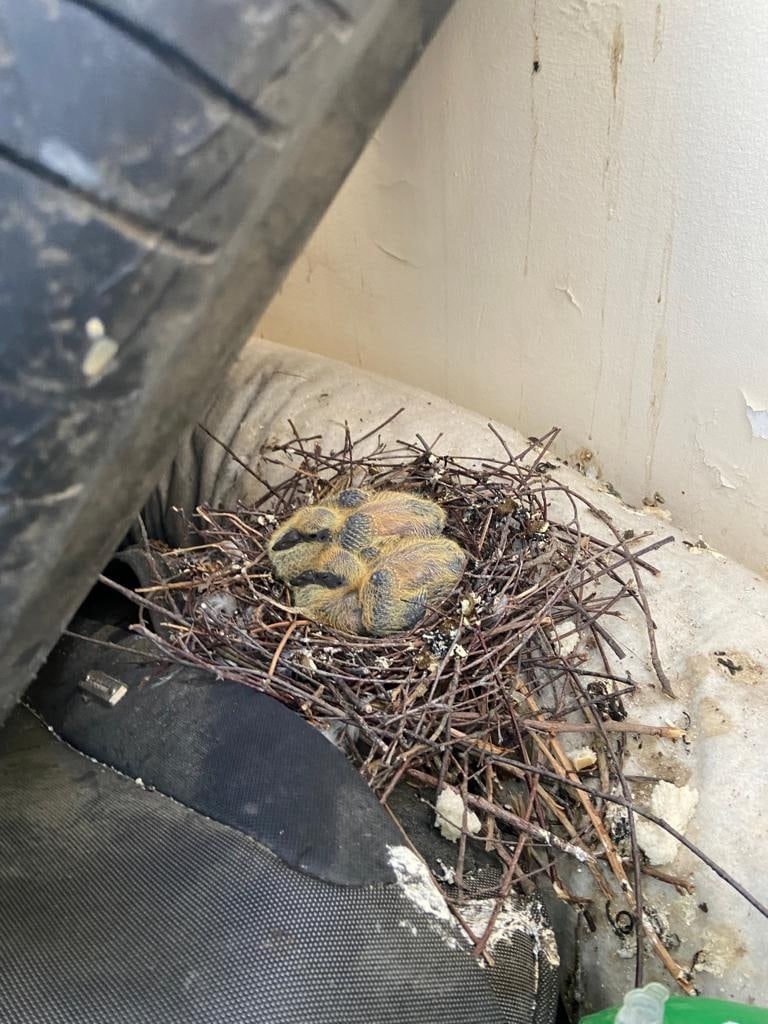 Who wanted to see the pigeon chicks - Pigeon, Chicks of pigeons, Nest, Longpost