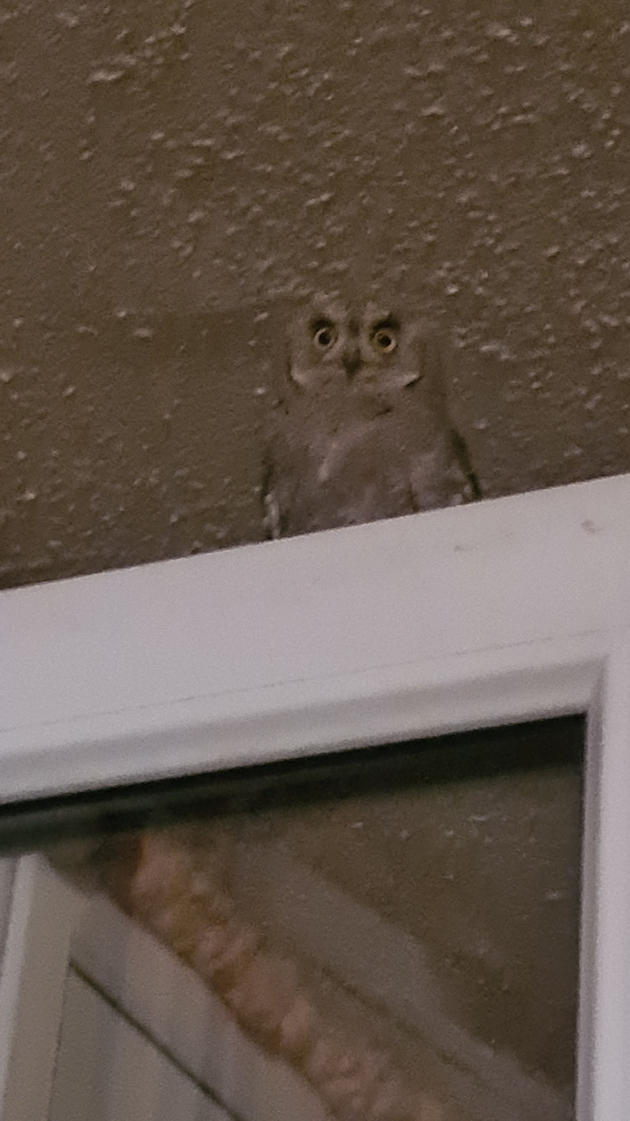 Midnight and balcony fear - My, Owl, Balcony, The fright, Longpost