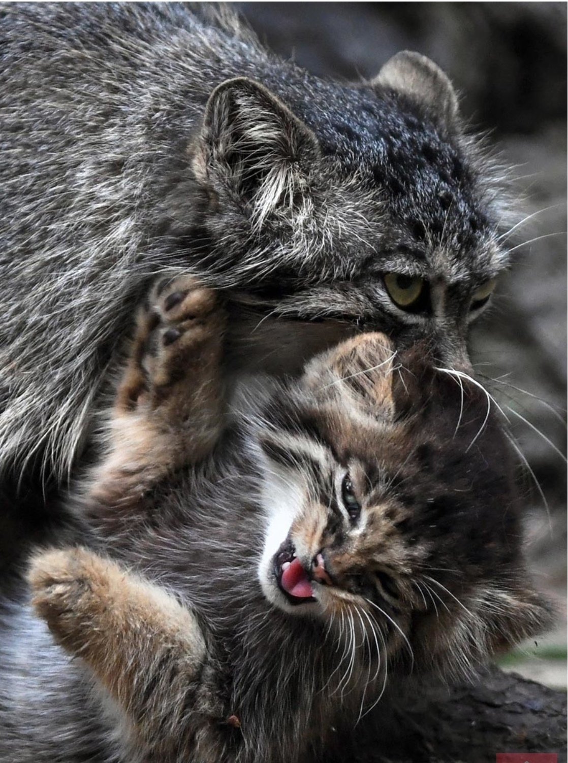 Reply to the post On the potty and in the cradle - Young, Reply to post, The photo, Wild animals, Predatory animals, Small cats, Cat family, Pet the cat, Pallas' cat