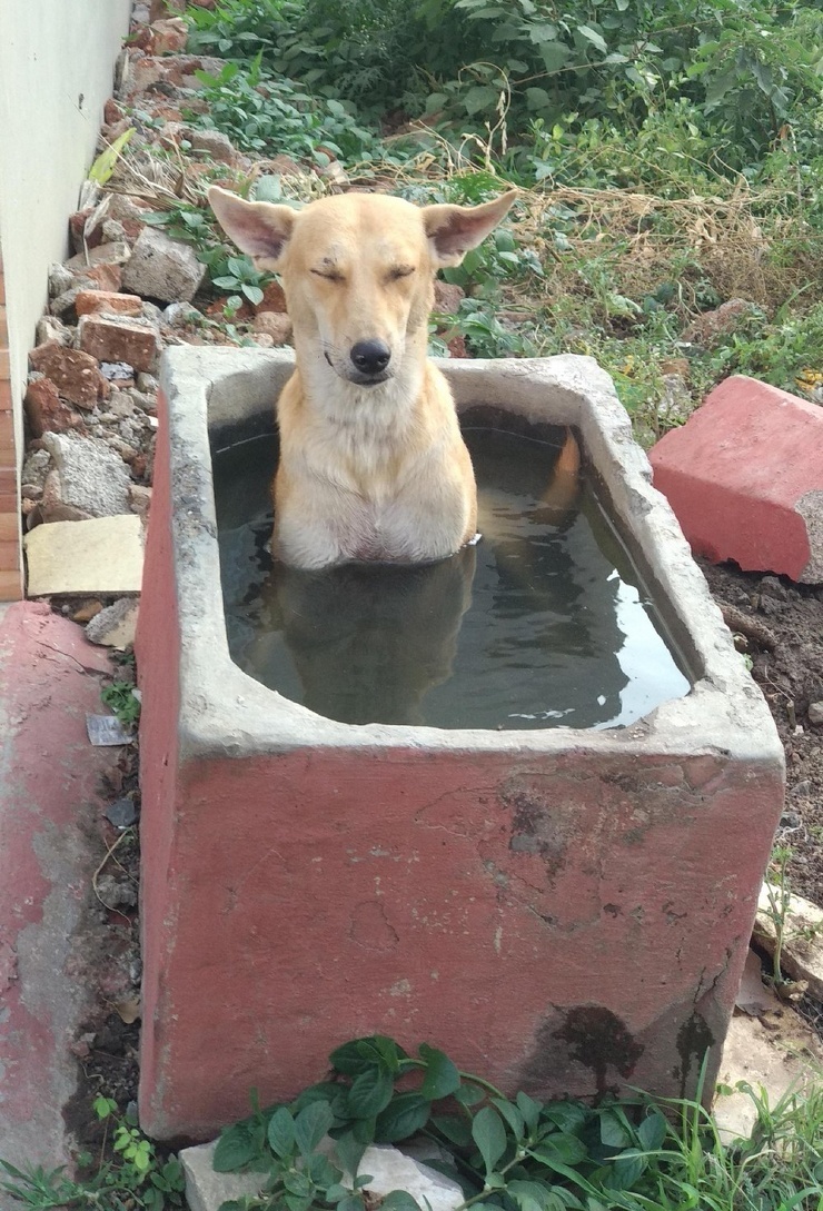 Dog is hot - Dog, Bath, Summer, Heat, Bathing