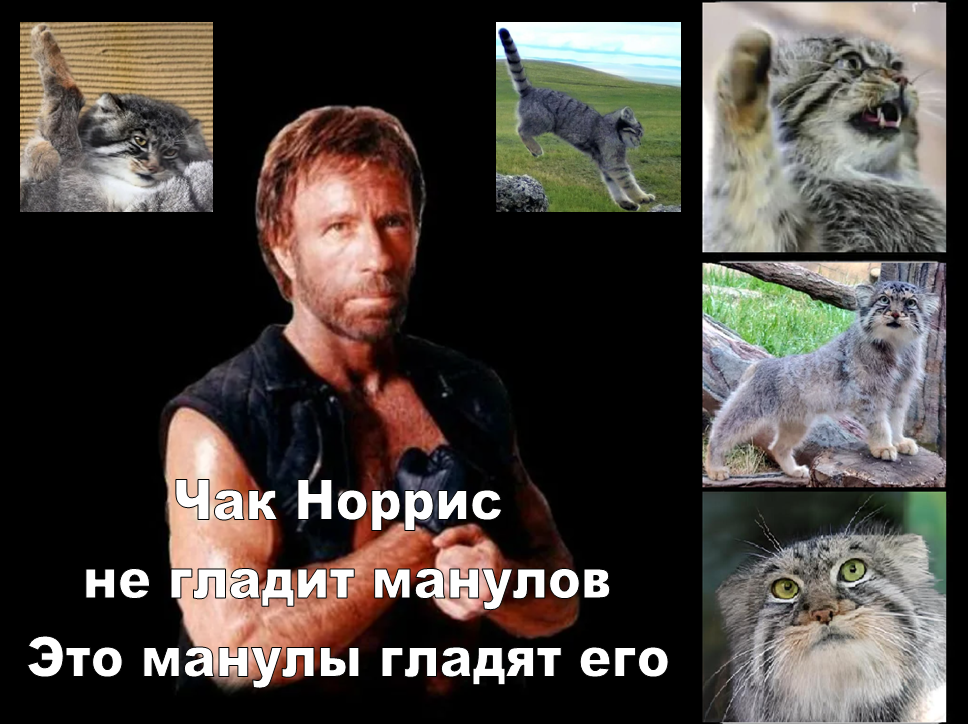 You can't spoil everyone! - Pallas' cat, Humor, Pet the cat, Small cats, Cat family, Chuck Norris, Picture with text