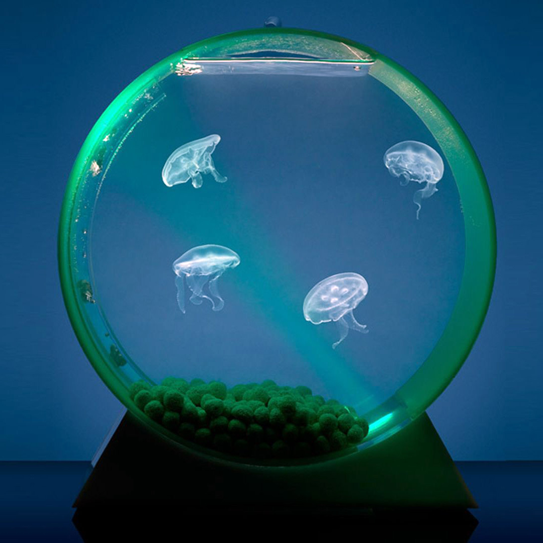 Kreisel Aquarium - Aquarium, Jellyfish, Longpost