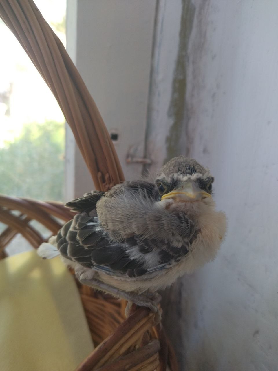 Not a Sparrow - My, Longpost, Chick, Ornithology, Positive, The photo, What kind of bird?, Animal Rescue, Crimea, Need advice, Helping animals, Video, Vertical video