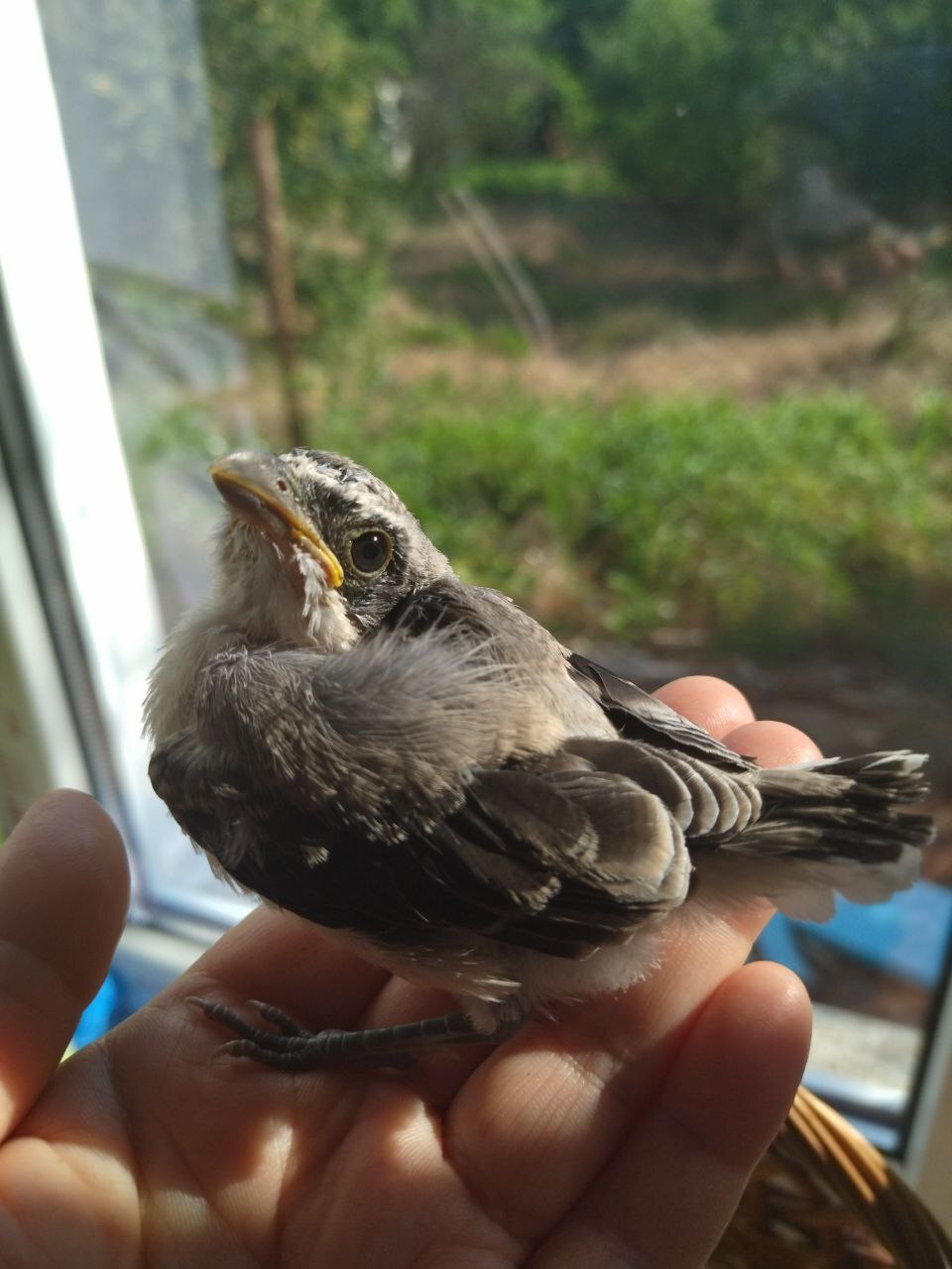 Not a Sparrow - My, Longpost, Chick, Ornithology, Positive, The photo, What kind of bird?, Animal Rescue, Crimea, Need advice, Helping animals, Video, Vertical video