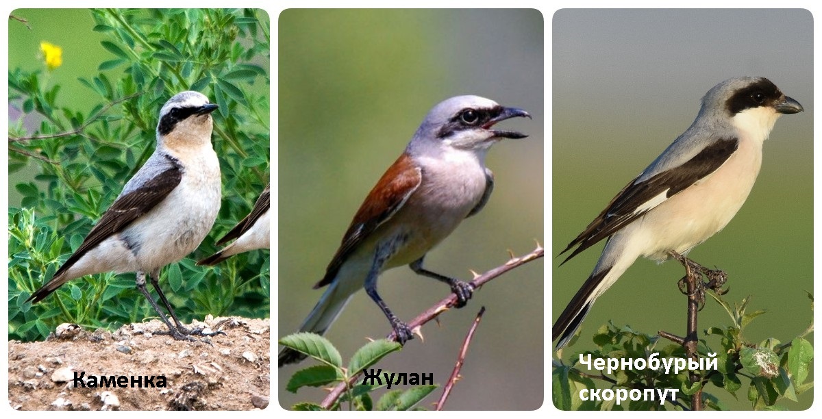 Not a Sparrow - My, Longpost, Chick, Ornithology, Positive, The photo, What kind of bird?, Animal Rescue, Crimea, Need advice, Helping animals, Video, Vertical video