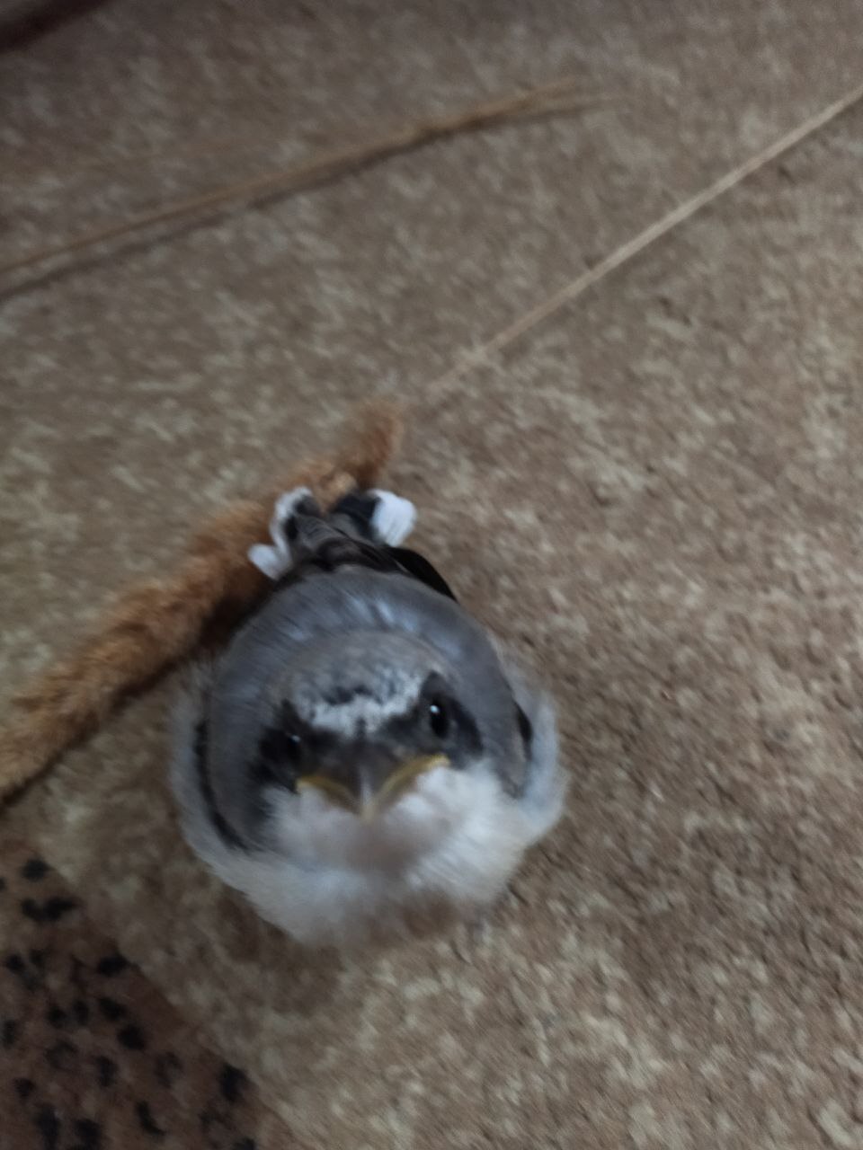 Not a Sparrow - My, Longpost, Chick, Ornithology, Positive, The photo, What kind of bird?, Animal Rescue, Crimea, Need advice, Helping animals, Video, Vertical video