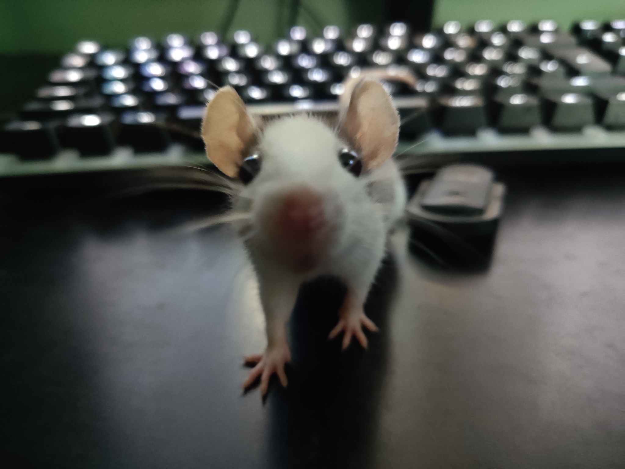 Poseur - My, Decorative rats, Pets, Animals, Rat, Milota