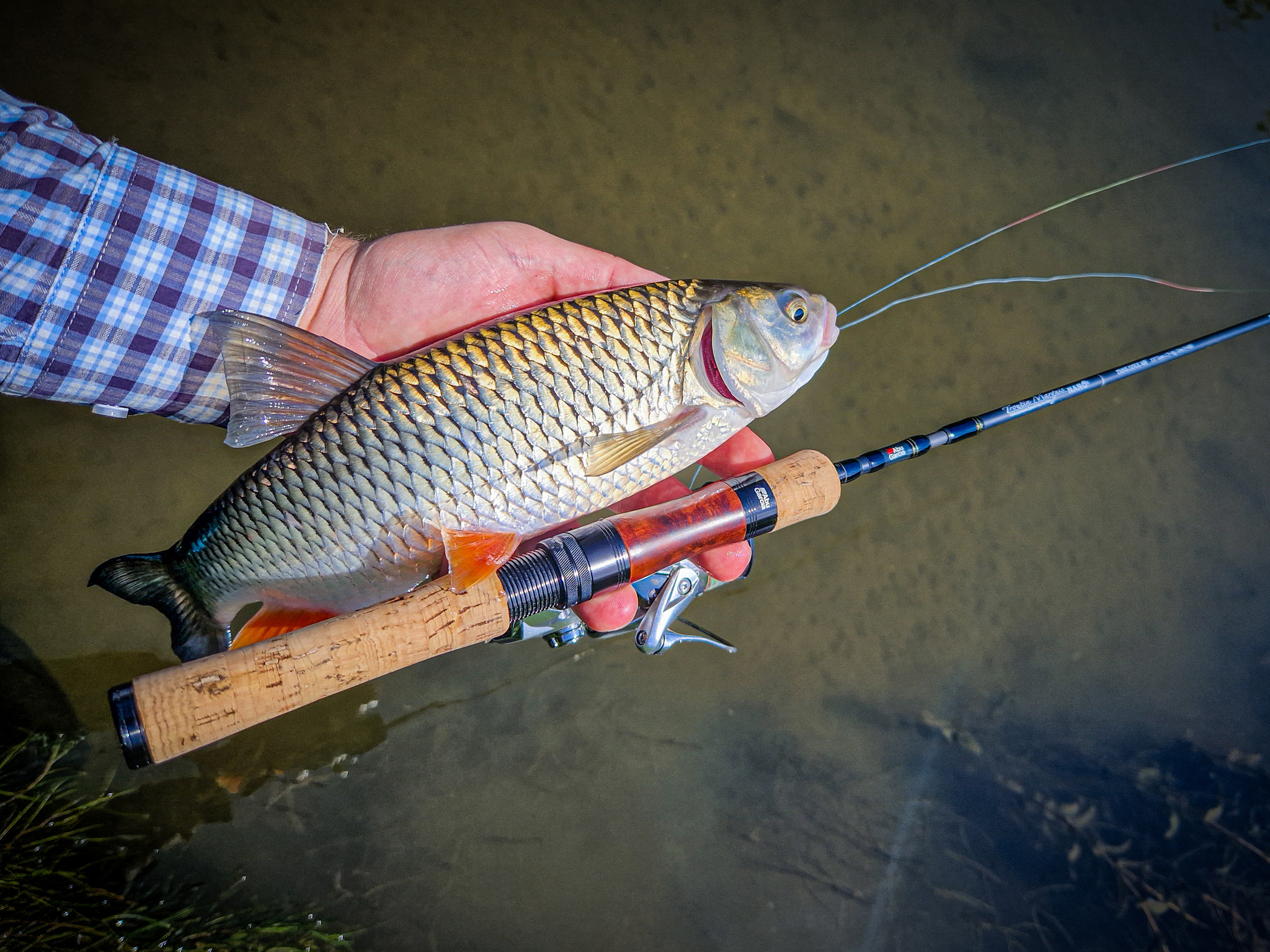 Sometimes there is fishing that breaks all your habits. Chub on a micro river - My, Fishing, Adventures, A fish, River, Life stories, Chub, Ide, Подмосковье, Longpost