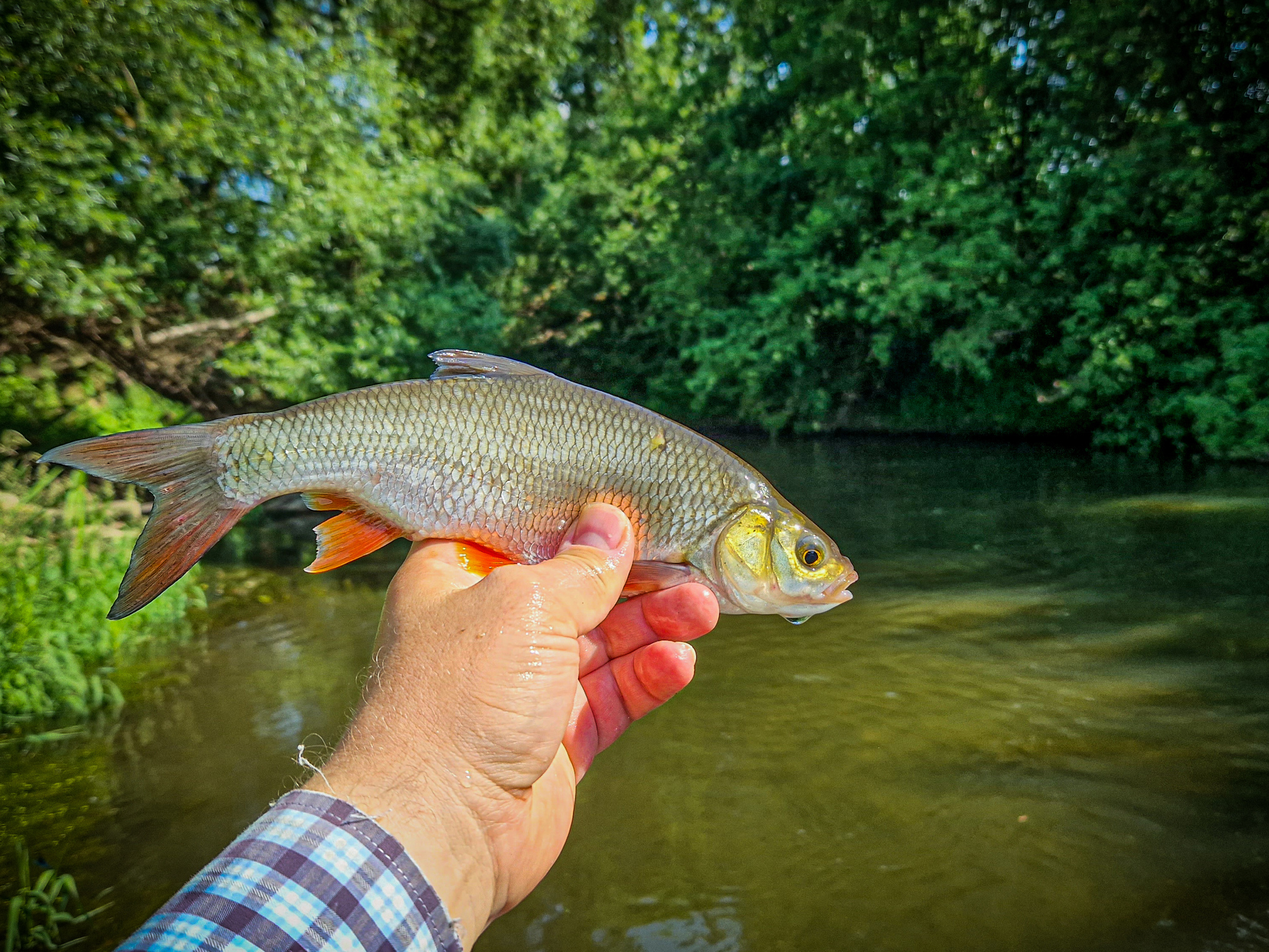 Sometimes there is fishing that breaks all your habits. Chub on a micro river - My, Fishing, Adventures, A fish, River, Life stories, Chub, Ide, Подмосковье, Longpost