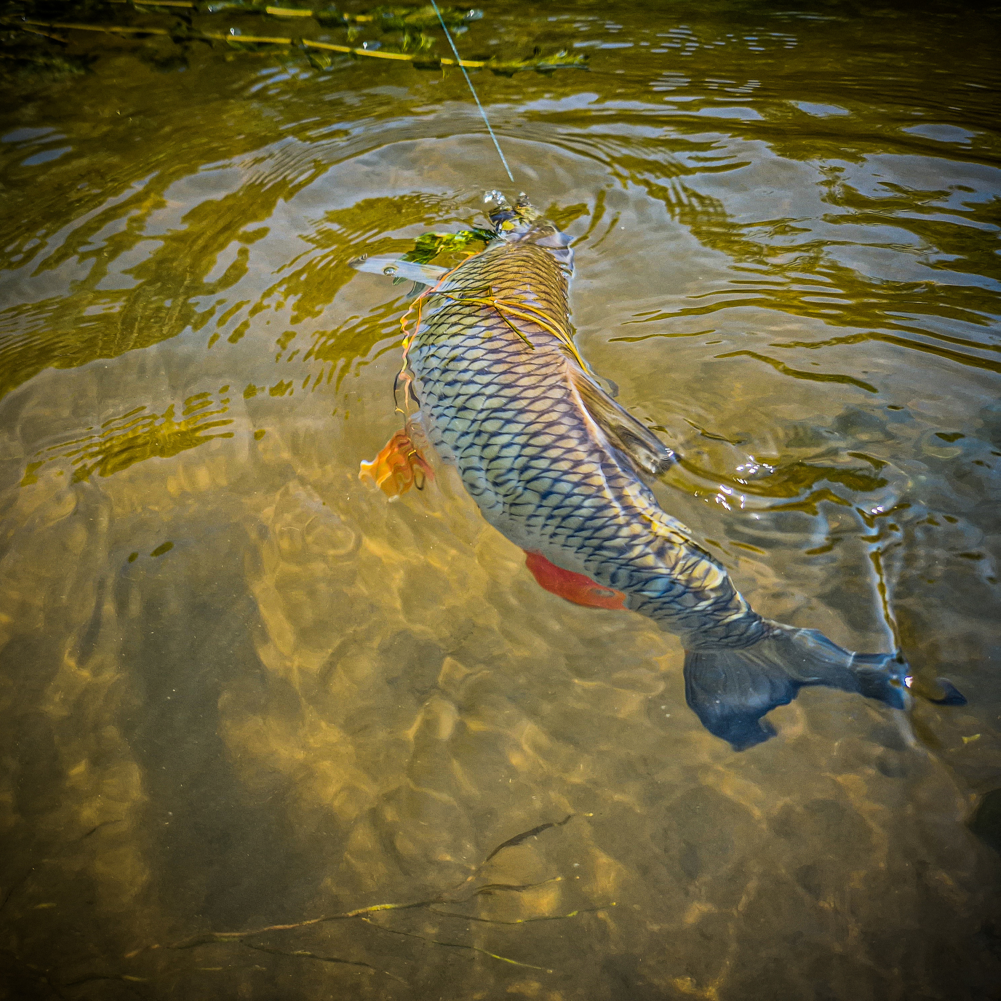 Sometimes there is fishing that breaks all your habits. Chub on a micro river - My, Fishing, Adventures, A fish, River, Life stories, Chub, Ide, Подмосковье, Longpost