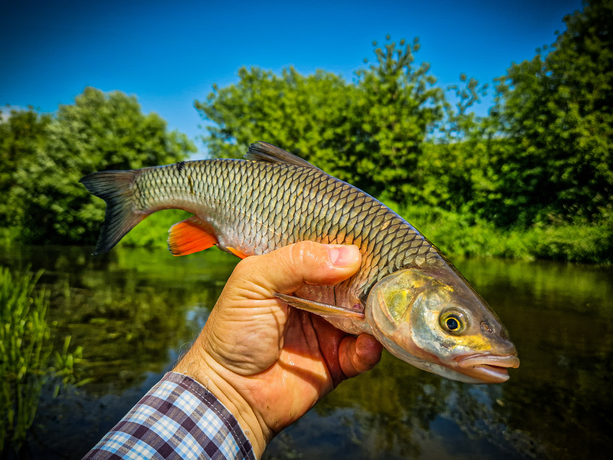 Sometimes there is fishing that breaks all your habits. Chub on a micro river - My, Fishing, Adventures, A fish, River, Life stories, Chub, Ide, Подмосковье, Longpost