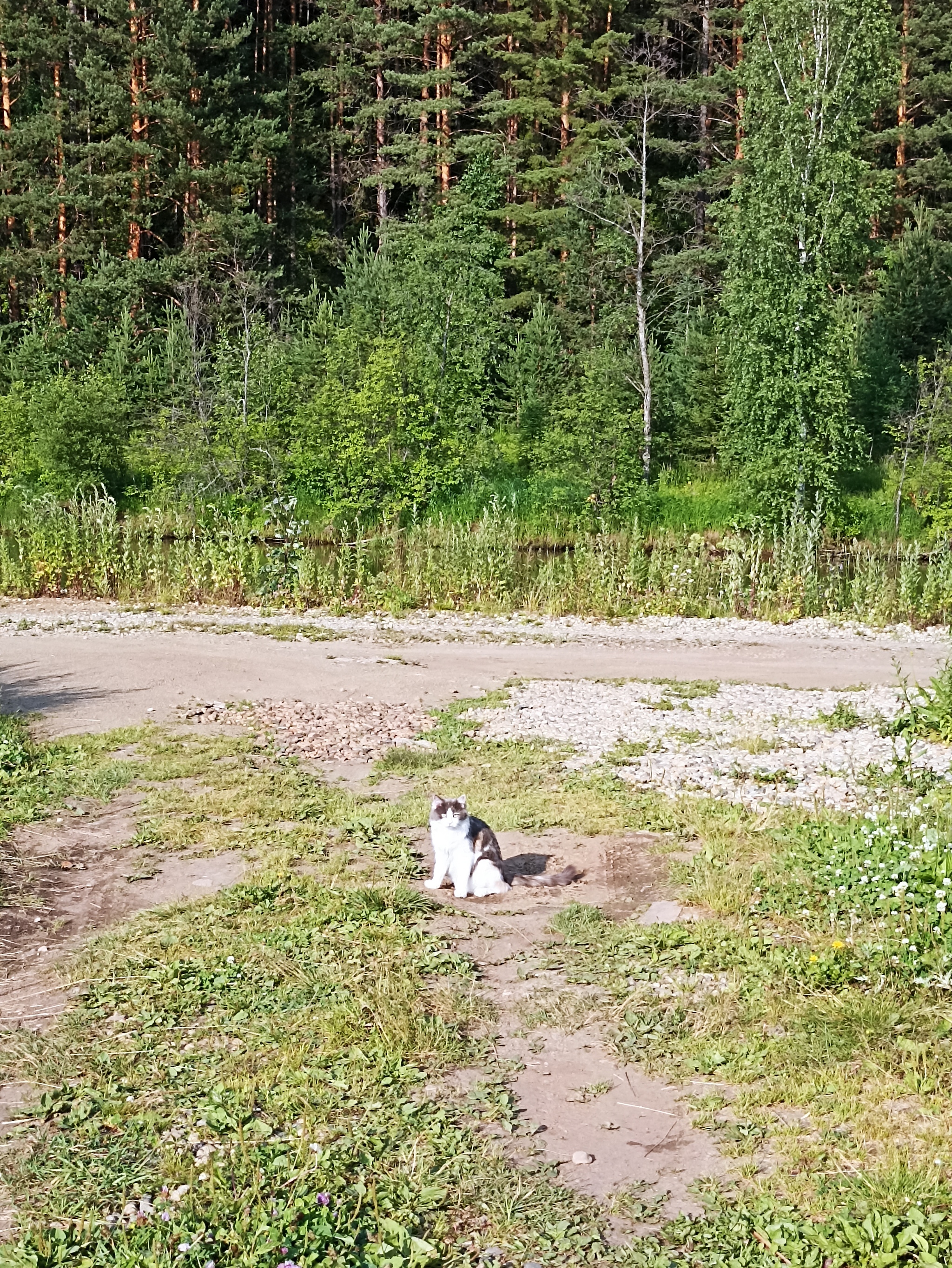 Гуляет - Моё, Кот, Природа, Длиннопост