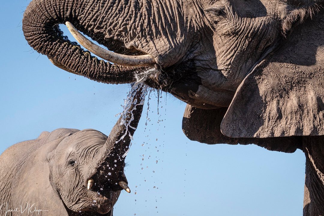 Why drink from a pond when you can drink directly from your mother's mouth? - Elephants, Baby elephant, Young, Wild animals, wildlife, Reserves and sanctuaries, South Africa, The photo, Waterhole, Drink, Water