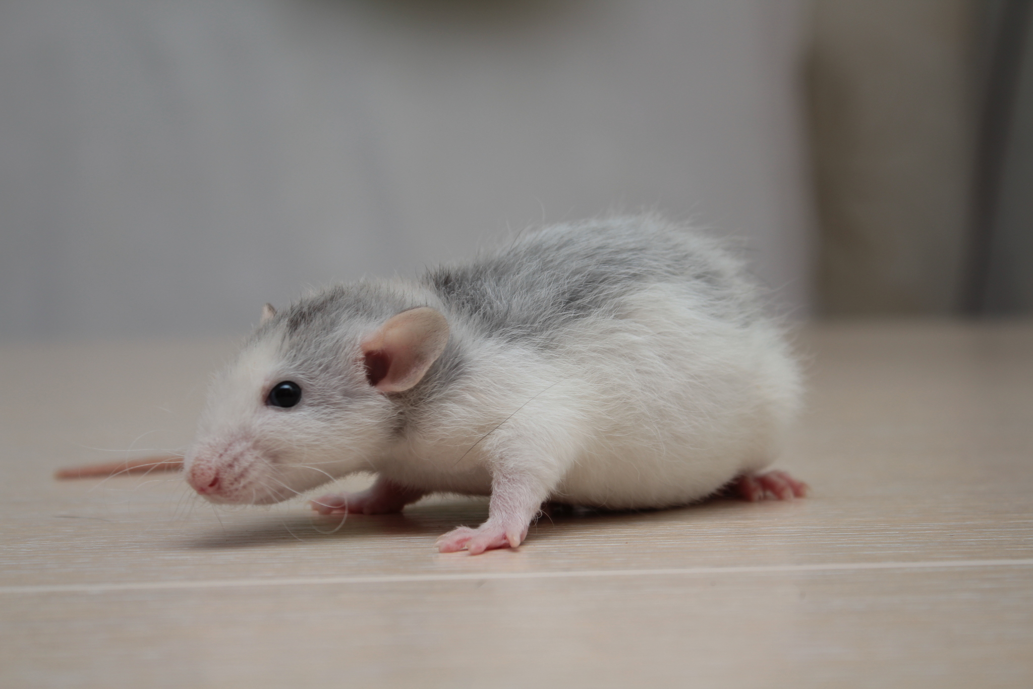 Reply to post Poser - My, Decorative rats, Pets, Animals, Rat, Reply to post, Longpost