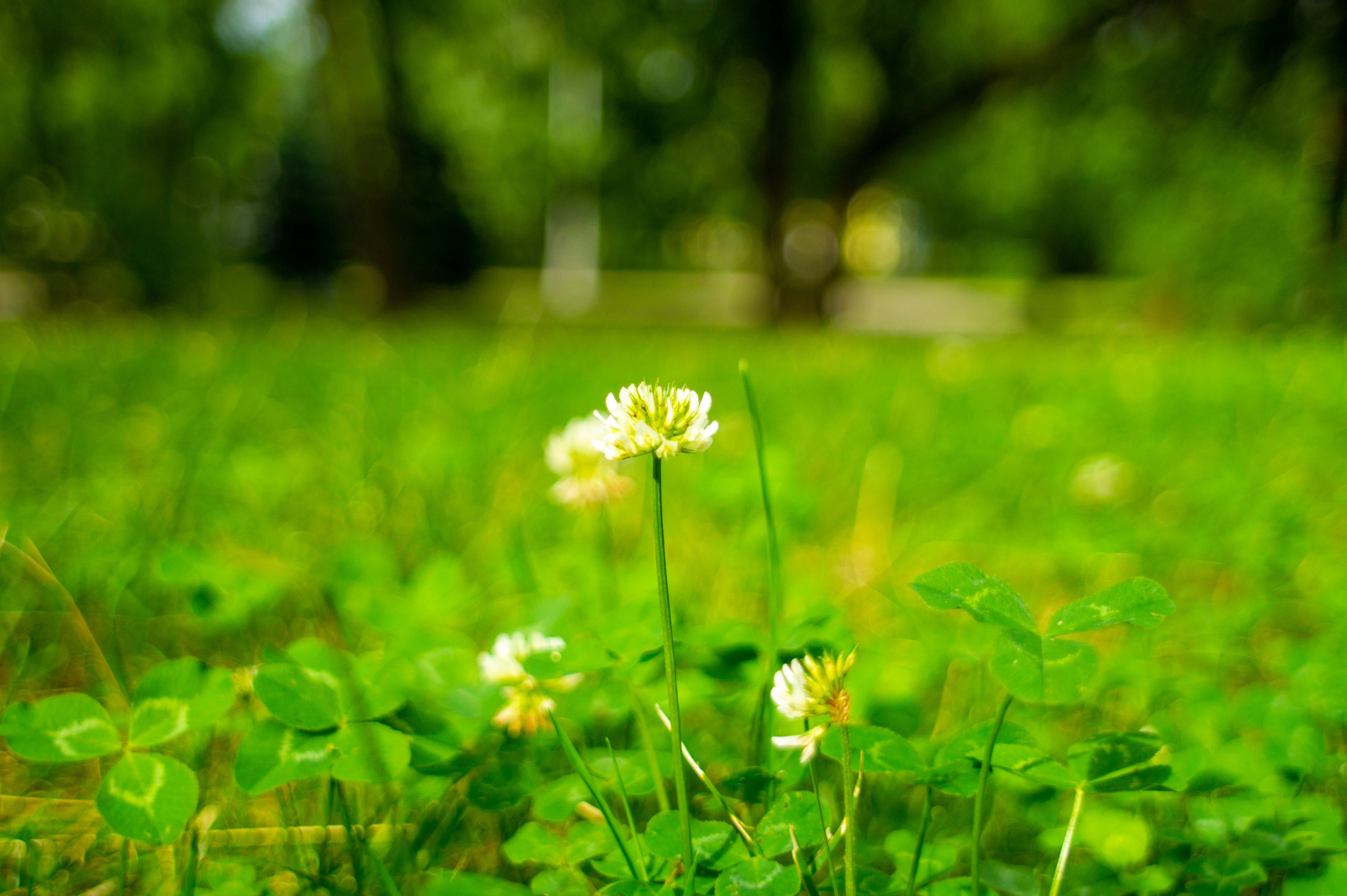 Greens - My, The photo, Summer, Greenery, Longpost