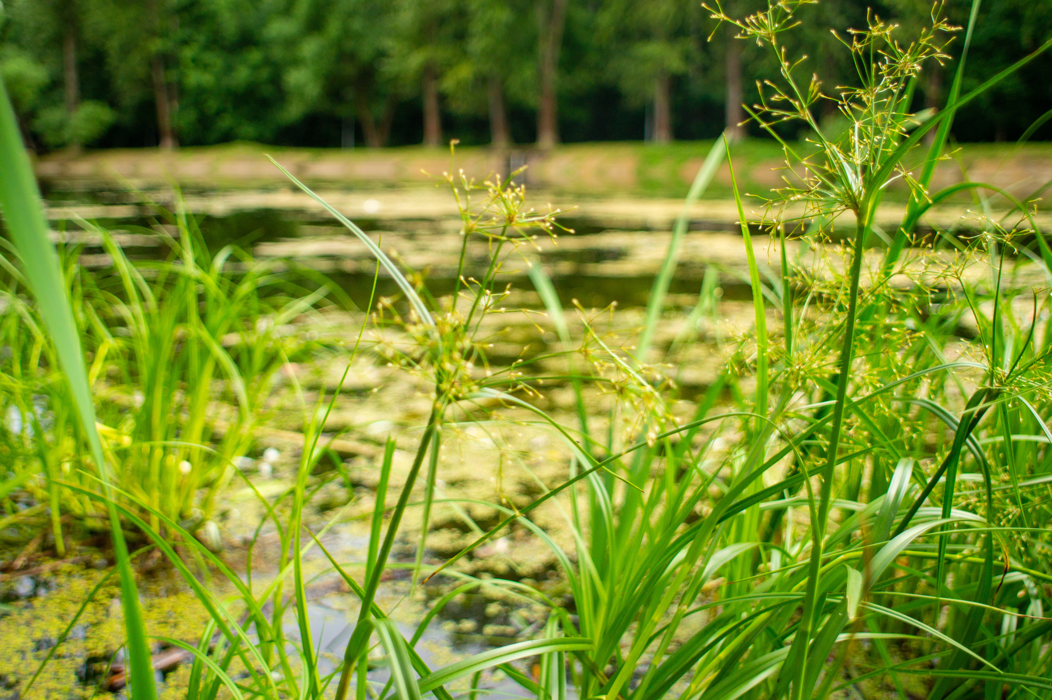 Greens - My, The photo, Summer, Greenery, Longpost