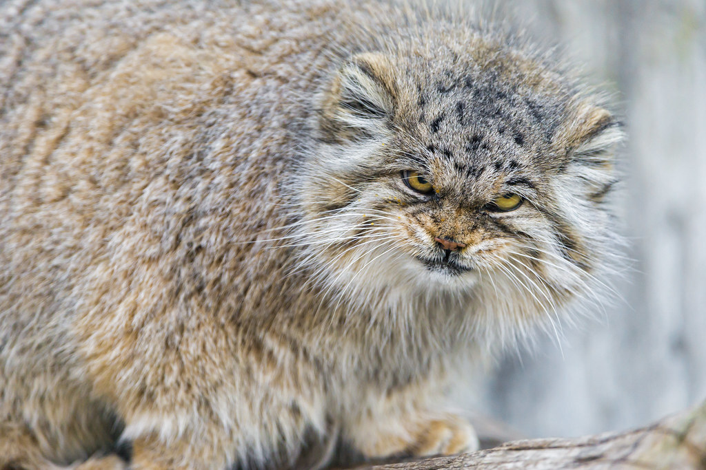 Try - Pallas' cat, Pet the cat, Small cats, Cat family, Predatory animals, Wild animals, The photo