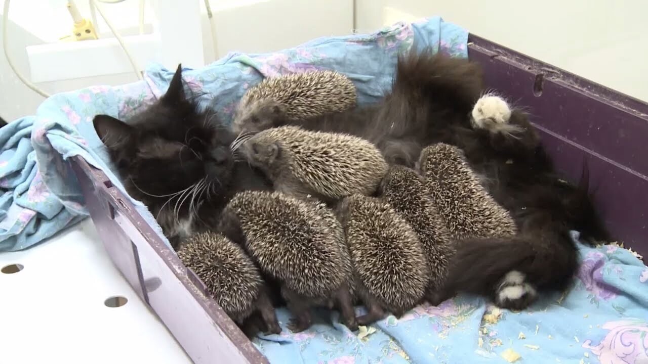 fluffy mom - cat, Hedgehog, Animals, Zoo, Longpost, Repeat