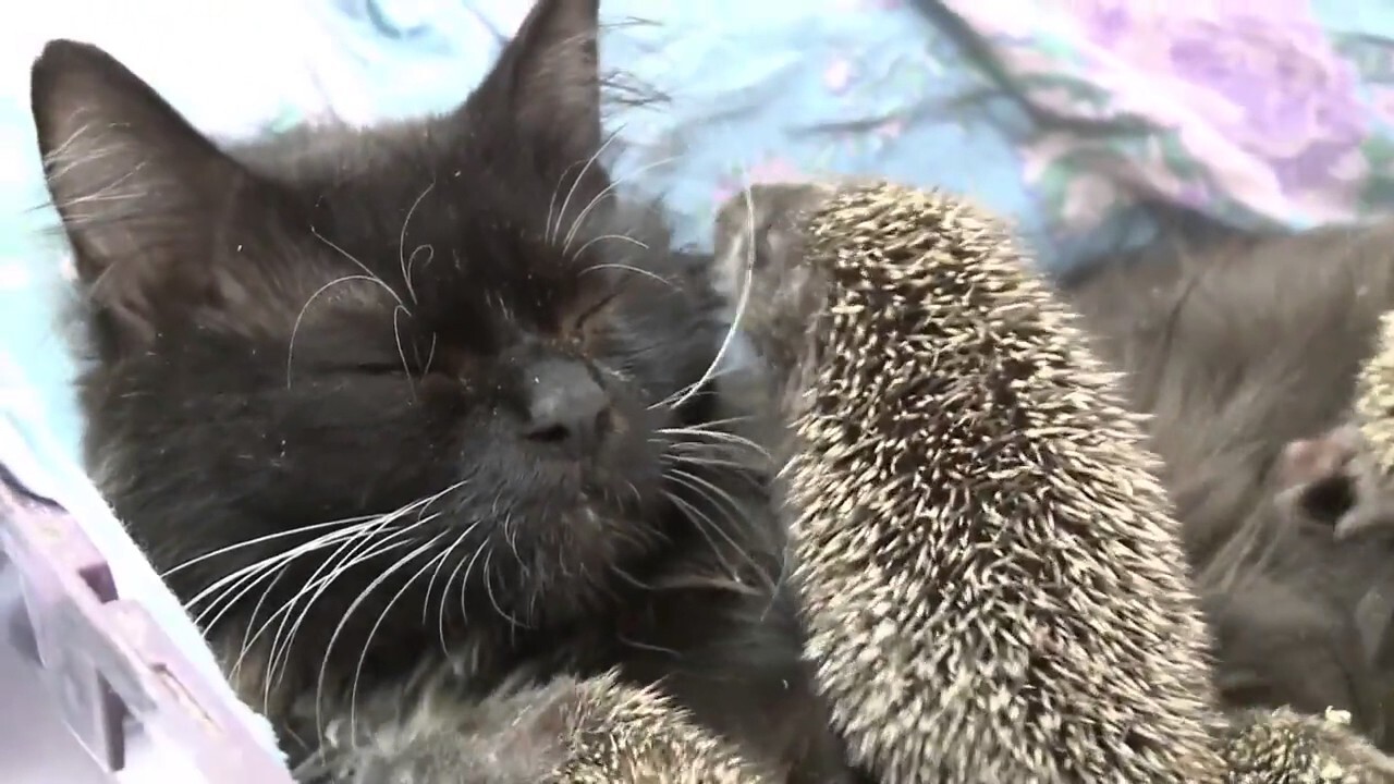 fluffy mom - cat, Hedgehog, Animals, Zoo, Longpost, Repeat