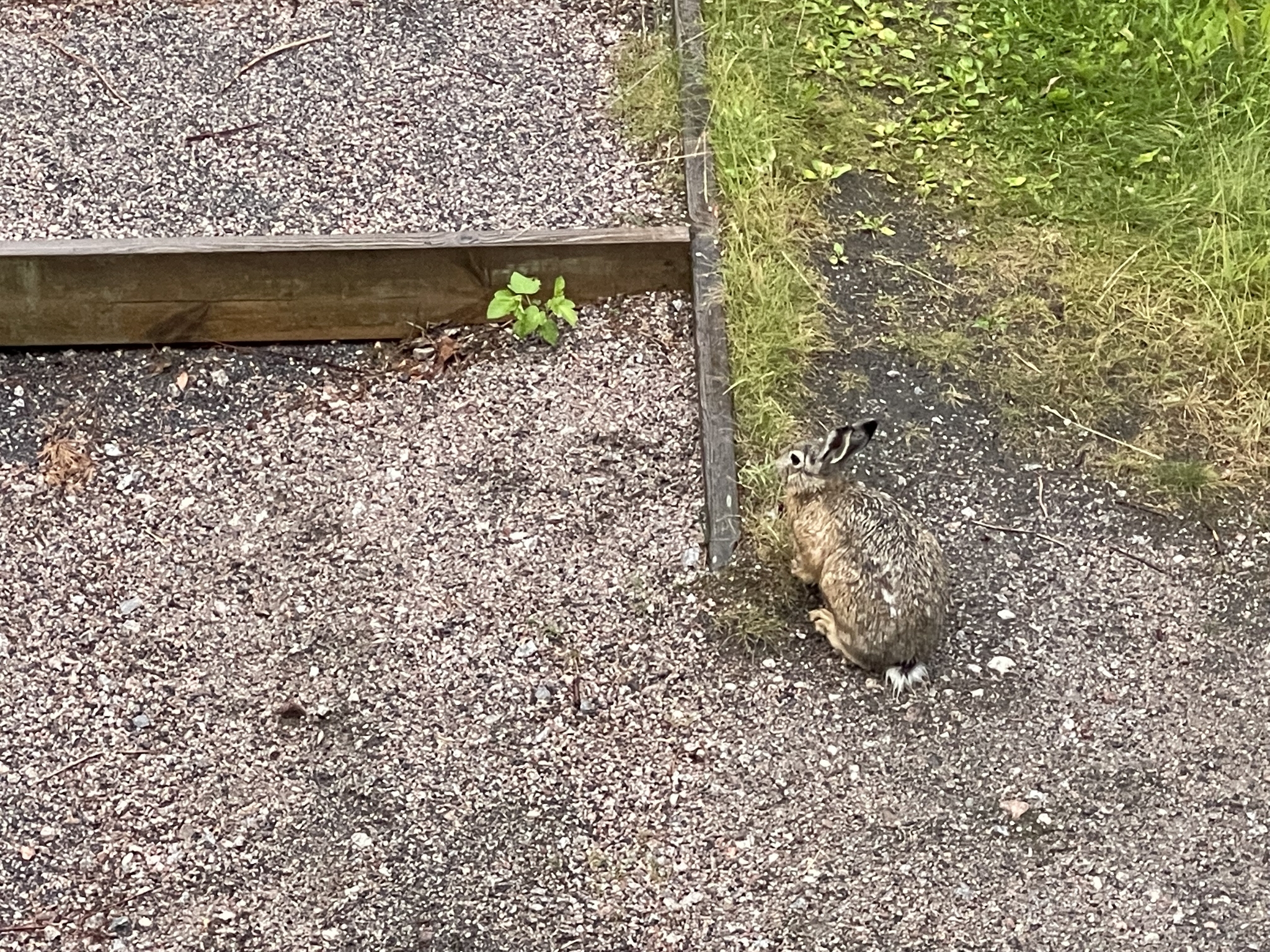 See the rabbit? - My, Hare, Dog, Balcony, View, Finland