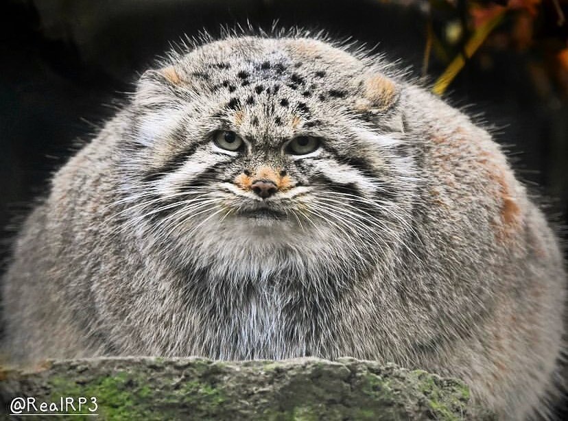 Manulo mountain - Pallas' cat, Pet the cat, Cat family, Small cats