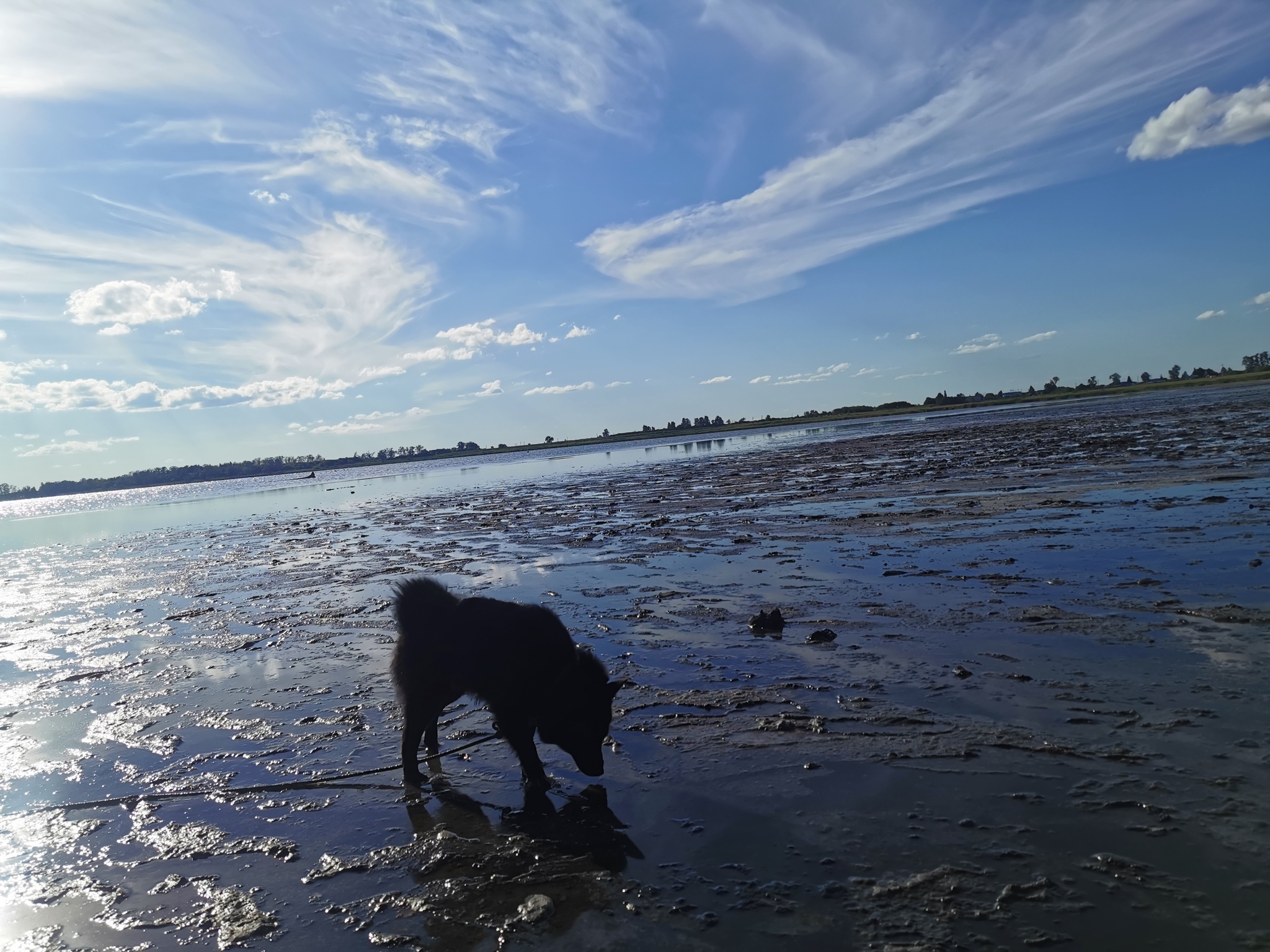 Shiperka in Karachi - My, Schipperke, Dog, Karachi, Nso, Novosibirsk region, Relaxation, Summer, Nature, Dirt