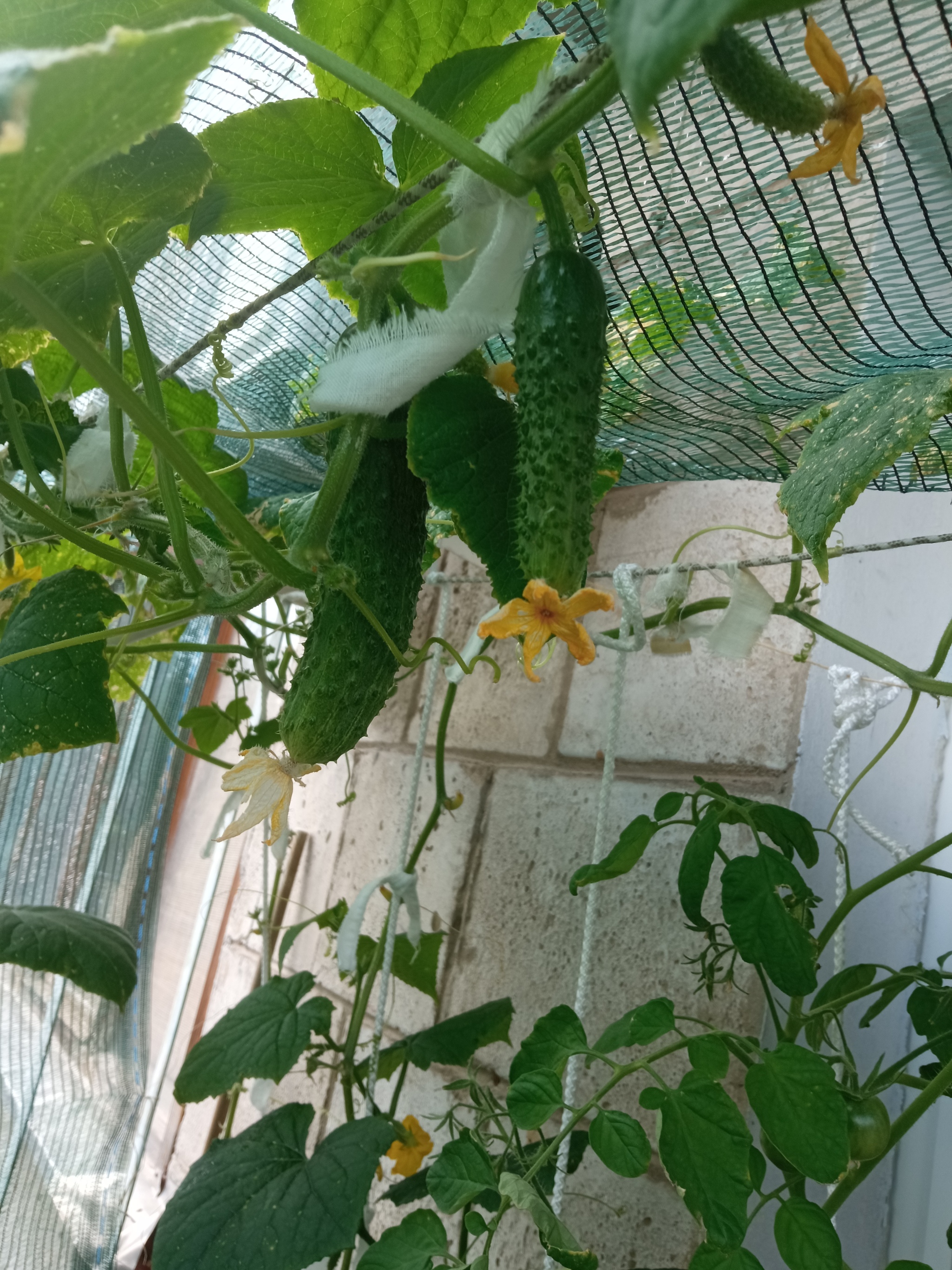 Show off your garden 4 - My, Vegetable garden on the windowsill, Seedling, Longpost